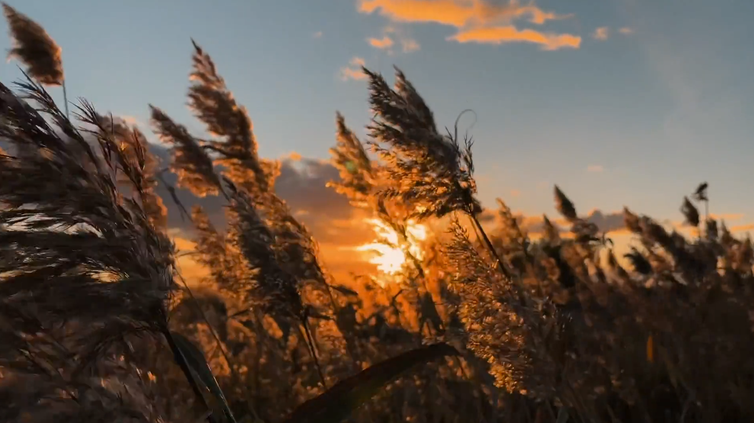 Wheat in Field PNG.png