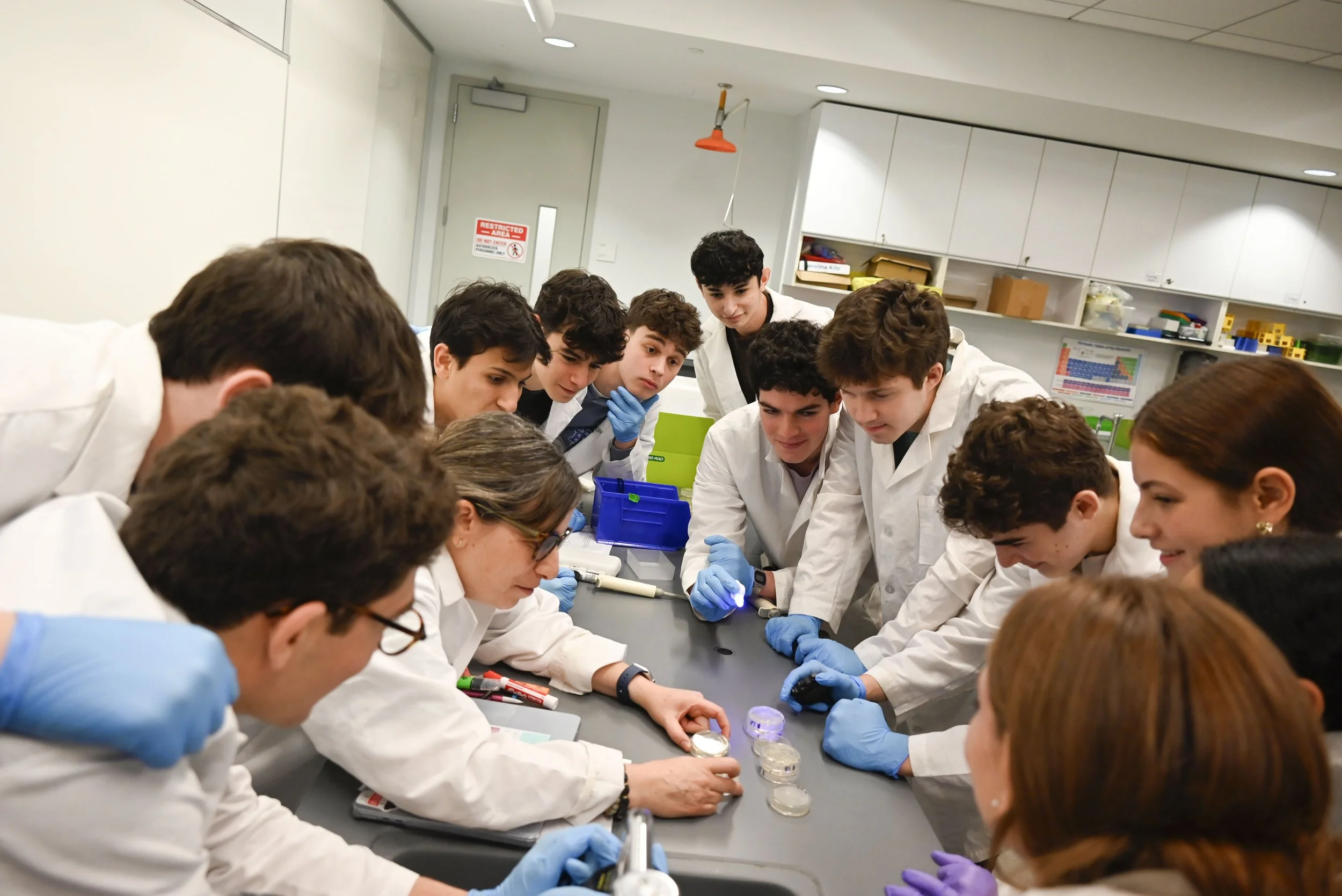 Grade 12 Studies DNA 