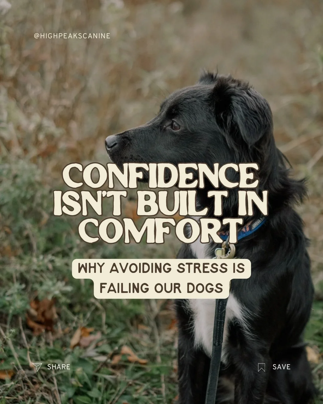 Confidence Isn&rsquo;t Built in Comfort ✨

One of the biggest misconceptions in dog training today is that we should protect our dogs from every stressor. But here&rsquo;s the truth: most dogs aren&rsquo;t struggling because they&rsquo;ve had too muc