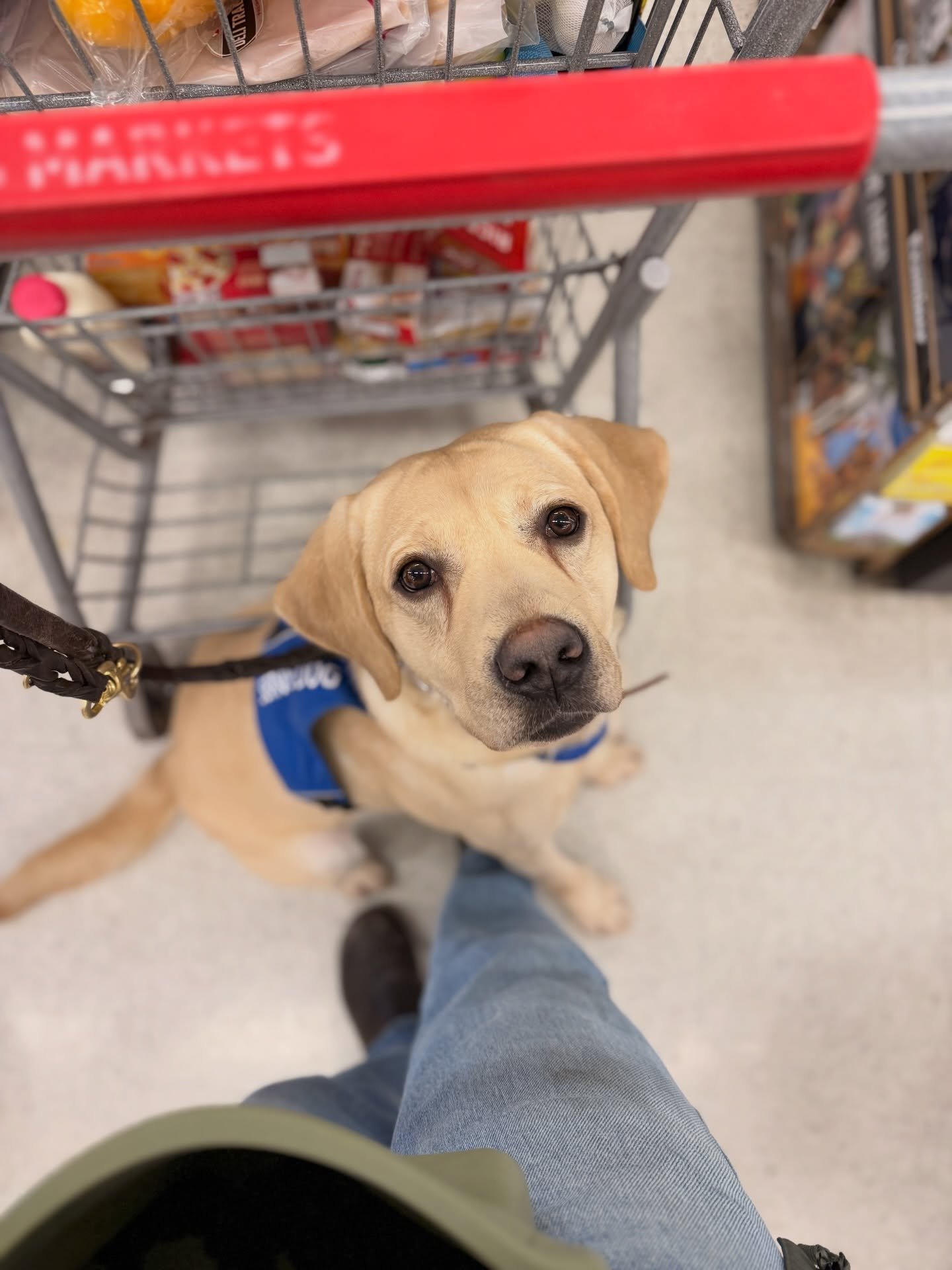 Update on Polo 🦮

Polo has been doing an amazing job with his public access training.

Last week he completed his first grocery store outing&mdash;neutral to food, calm around customers, and loose-leash walking beside the cart the entire time.

He s