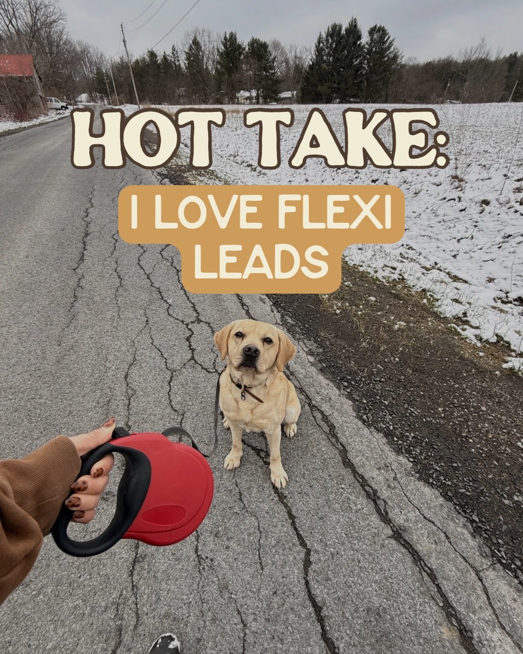 🔥Hot take: I love flexi leads. 👀

And before you come for me &mdash; hear me out.

Like any tool, they&rsquo;re not good or bad on their own. It comes down to how they&rsquo;re used and what dog they&rsquo;re on.

In the right situations, they can: