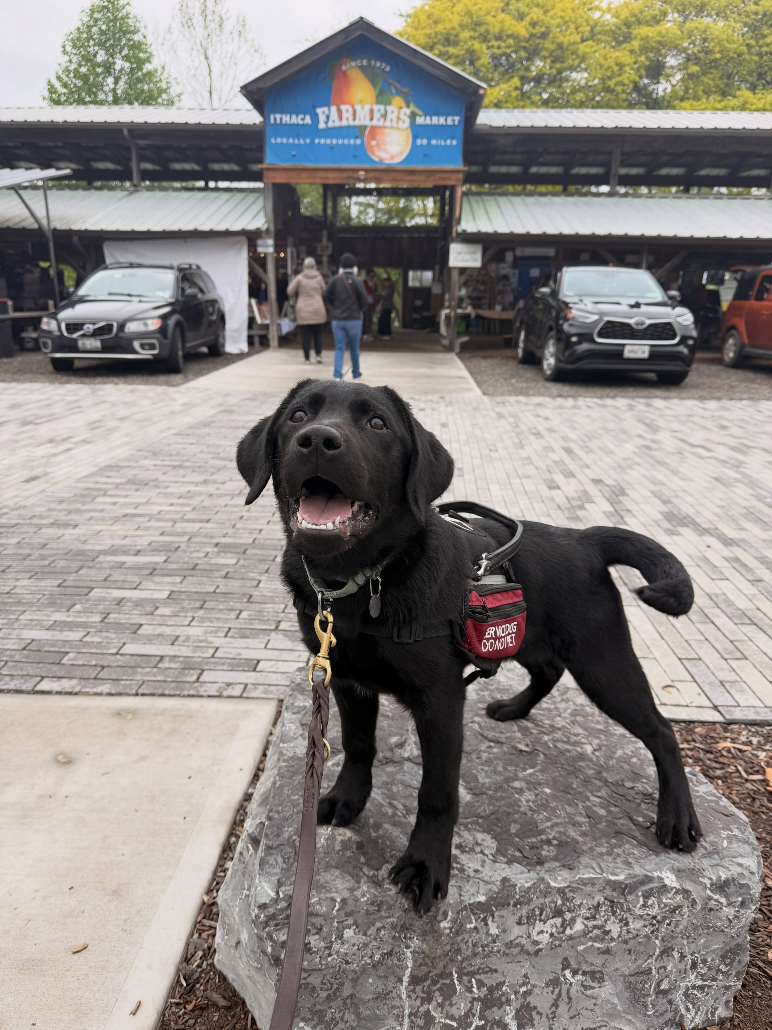 The boys took on the Ithaca Farmers Market this past weekend.

Stetson is 5 months old and currently training to become my personal service dog.

Rosco is 10 months old and training for Operation Stress Intervention (OSI), where he&rsquo;ll develop t