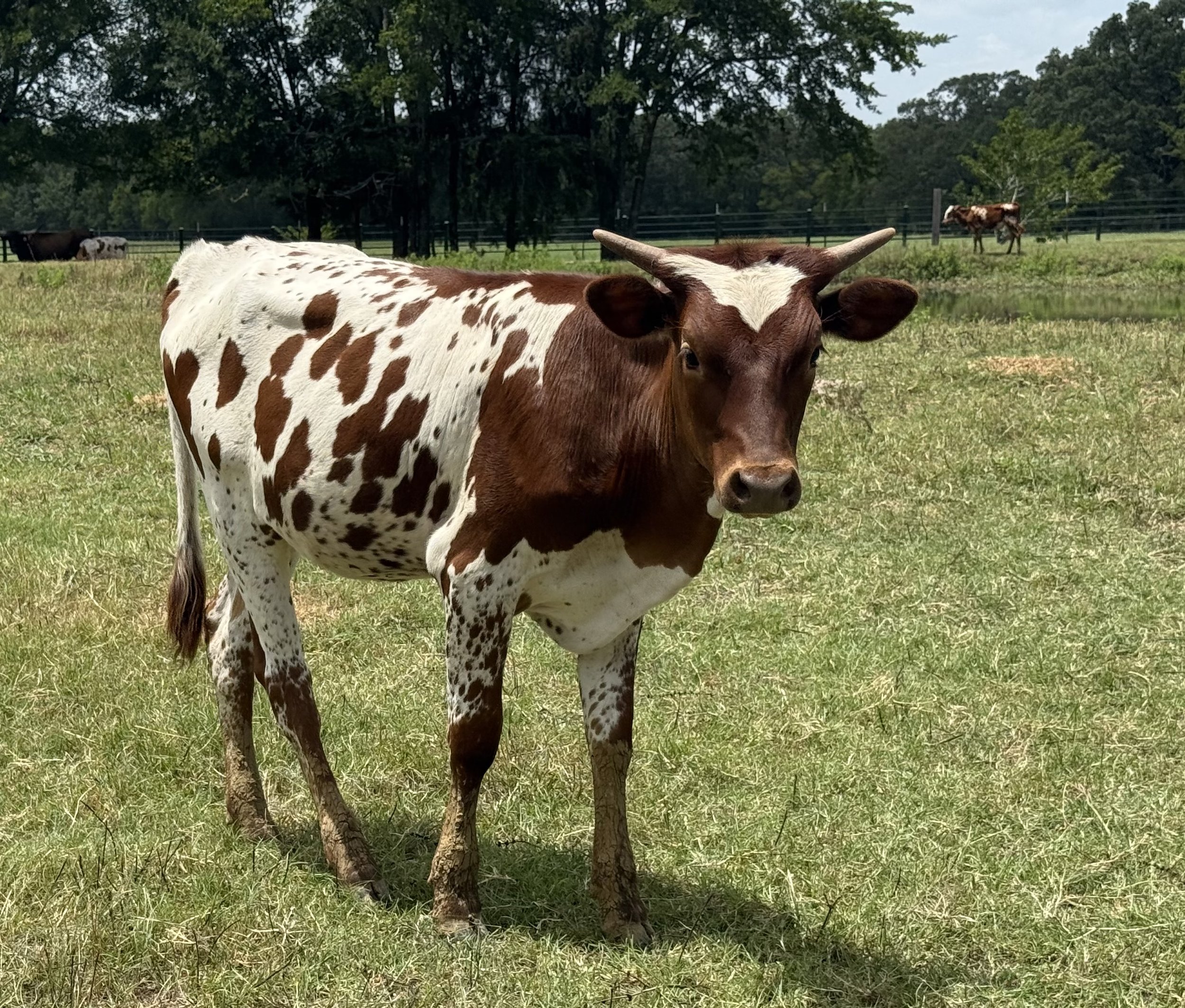 Texas Longhorn Cattle