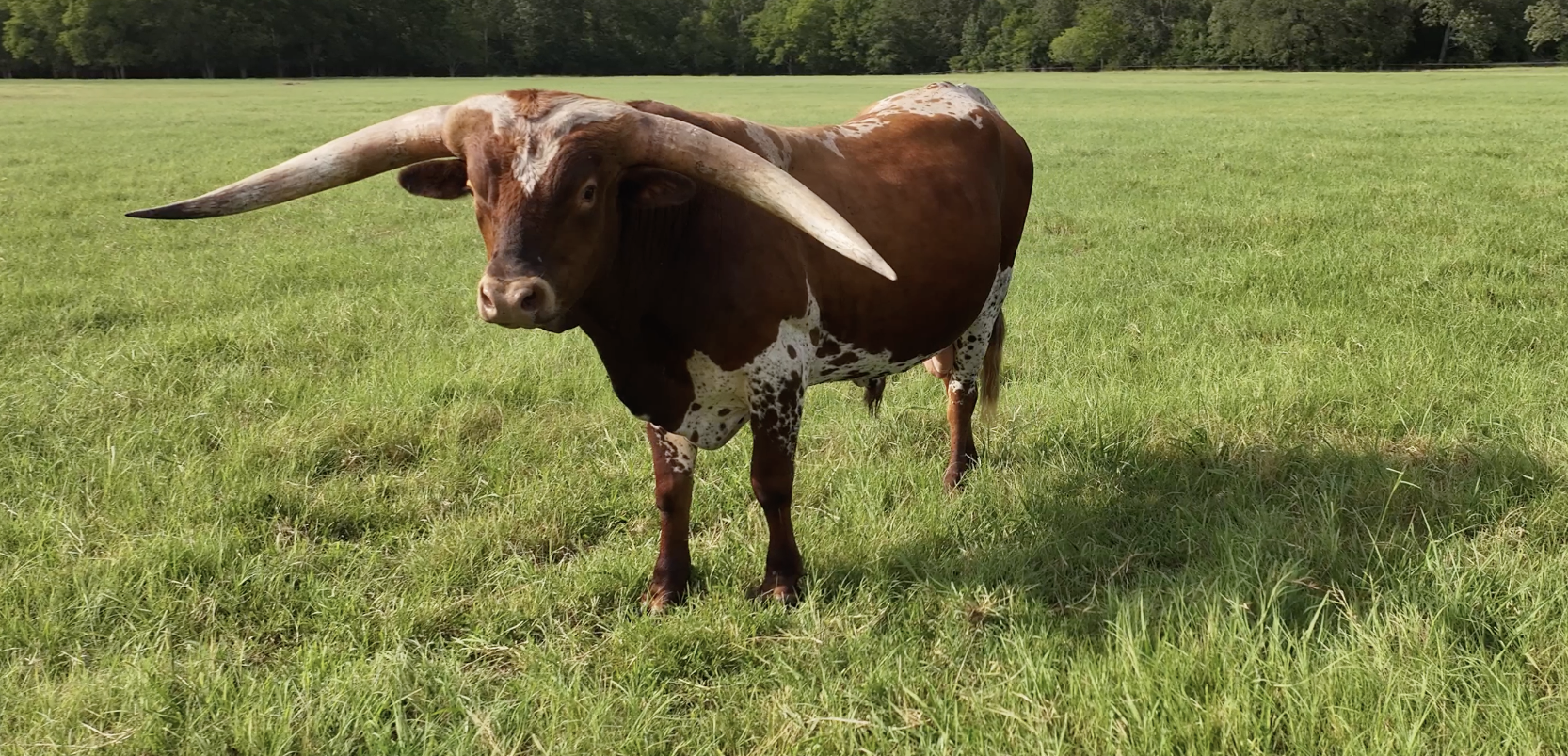 Texas Longhorn Bull: Snirdley