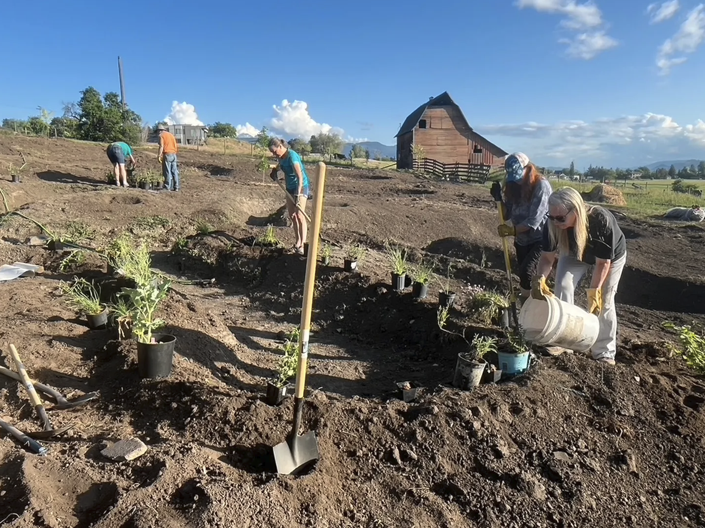 The Unfolding of a Community Food Forest