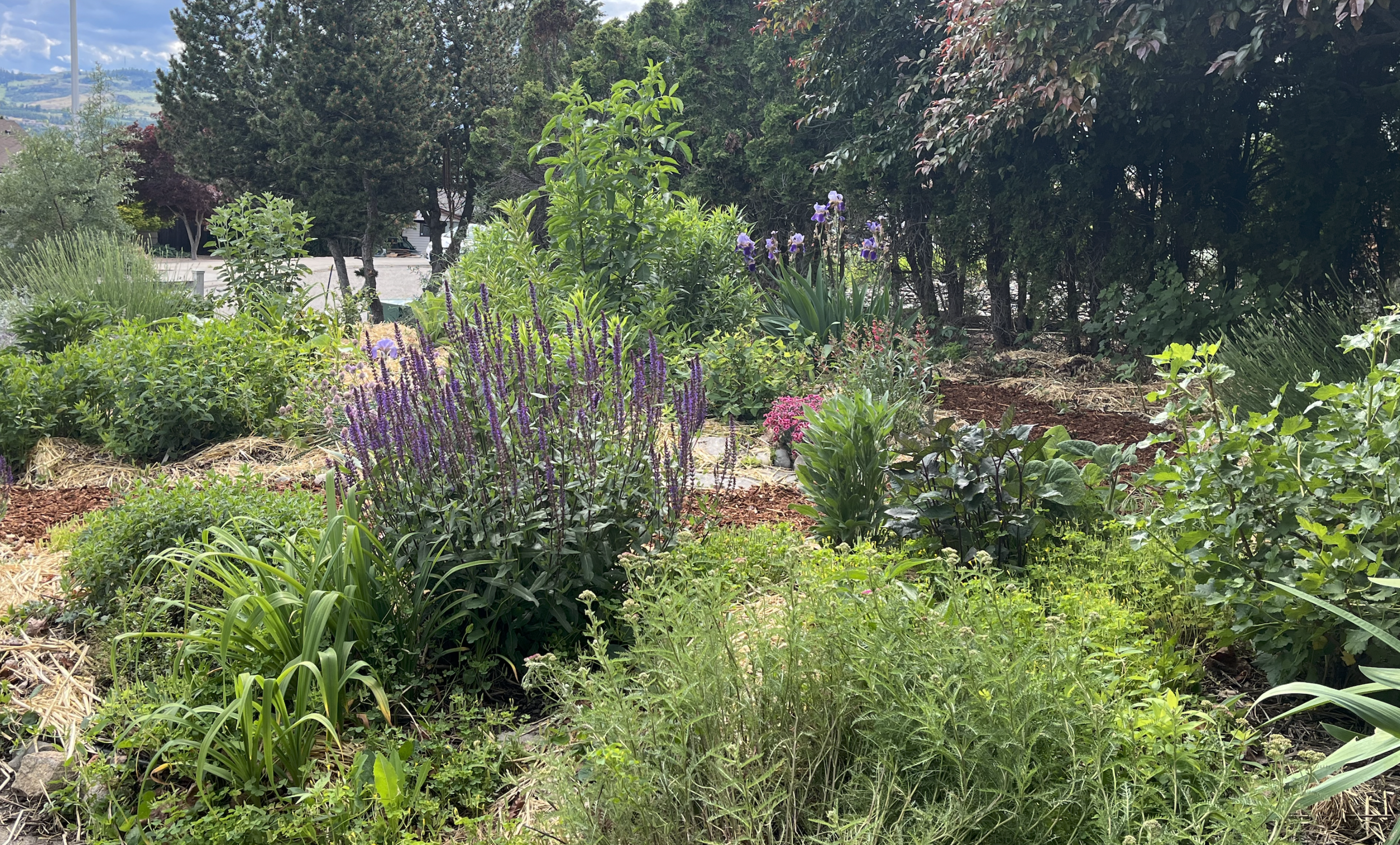 Creating a Deer-Resistant Front Yard Food Forest &amp; Medicinal Herb Garden