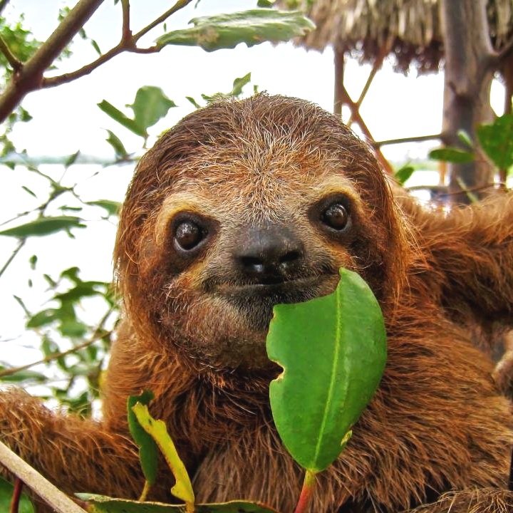 sloth_family_tree.jpg