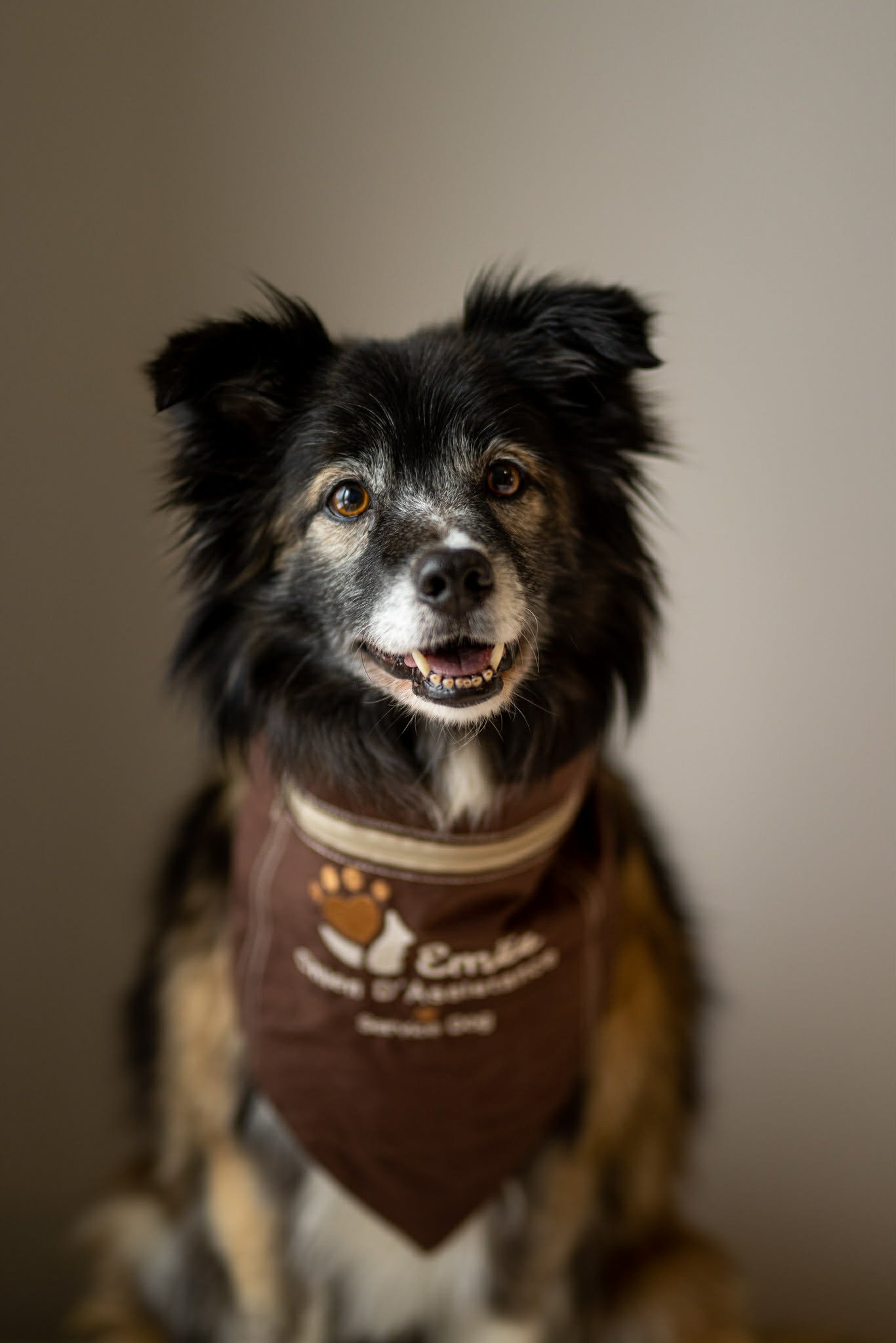 Un chien noir aux tâches blanches et yeux marrons porte un gilet d'Emëe Assistance & Psychosociale au cou, en souriant à la caméra