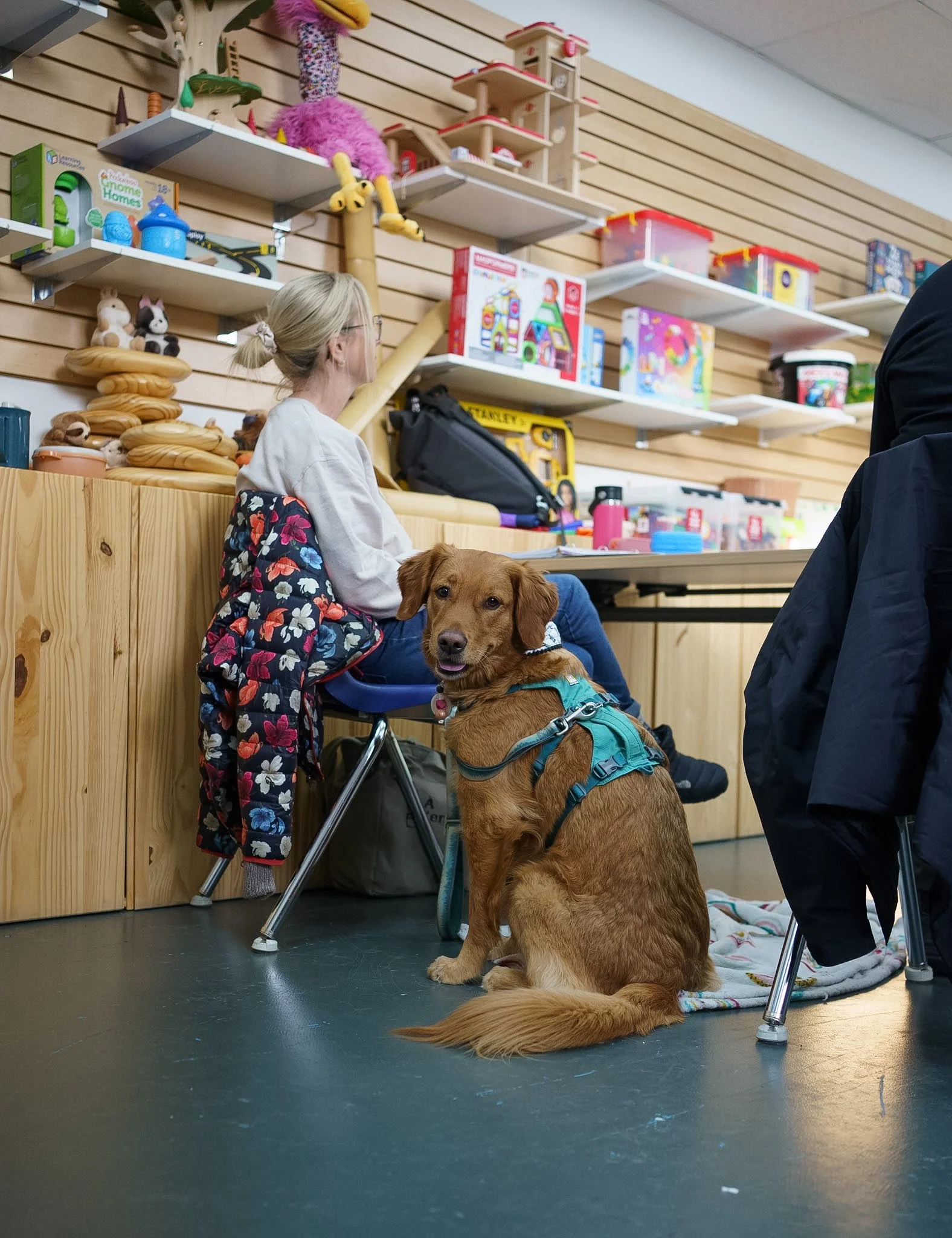 Un chien au poil long et beige foncé regarde la caméra, un gilet bleu turquoise autour du corps et assis calmement aux côtés d'une femme qui regarde vers l'avant. La femme est assise sur une chaise dans une salle avec des murs et étagères en bois