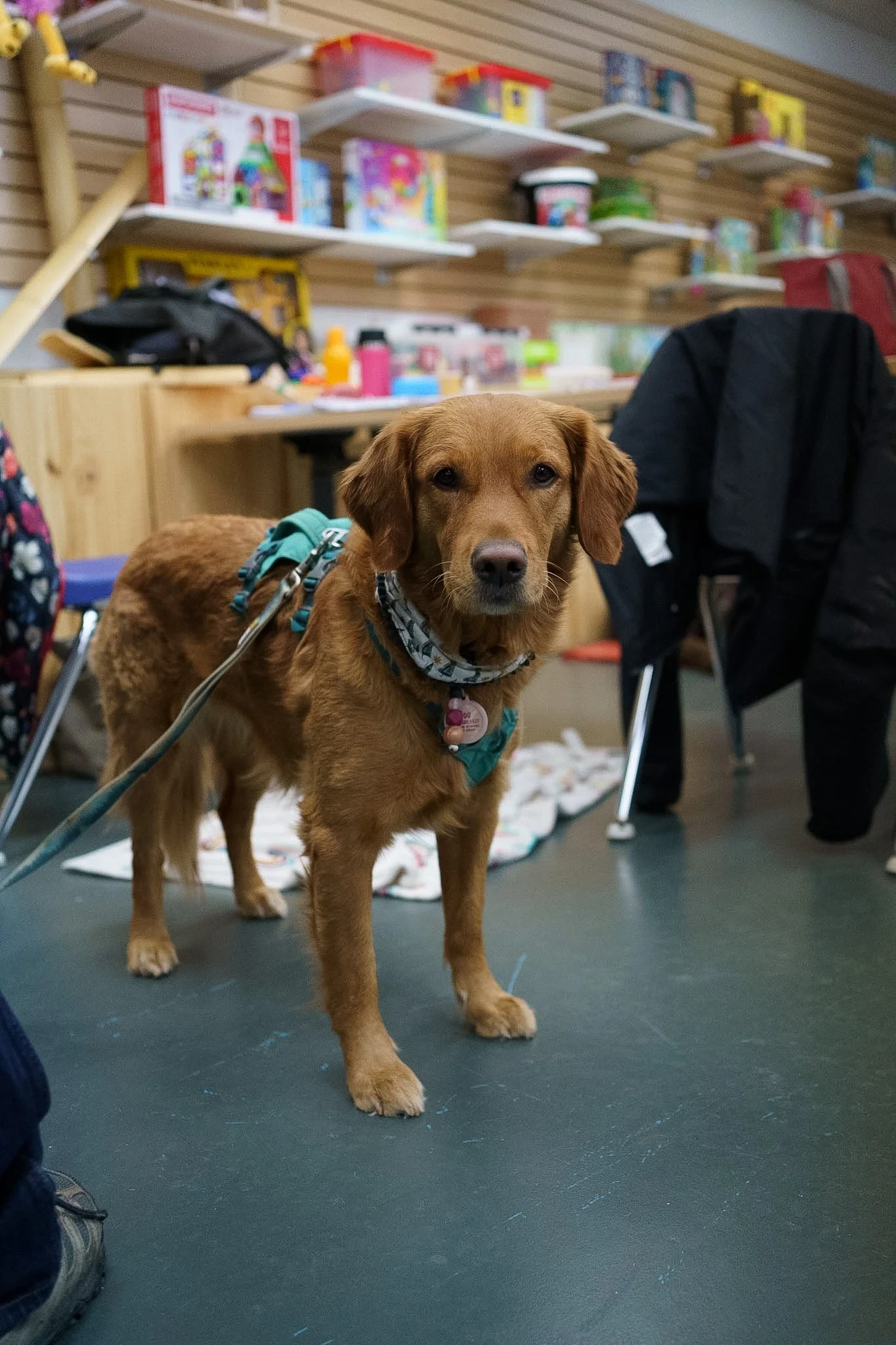 Un chien au poil long et beige est en laisse dans une classe pour enfants. On voit des murs et étagères en bois avec des tables