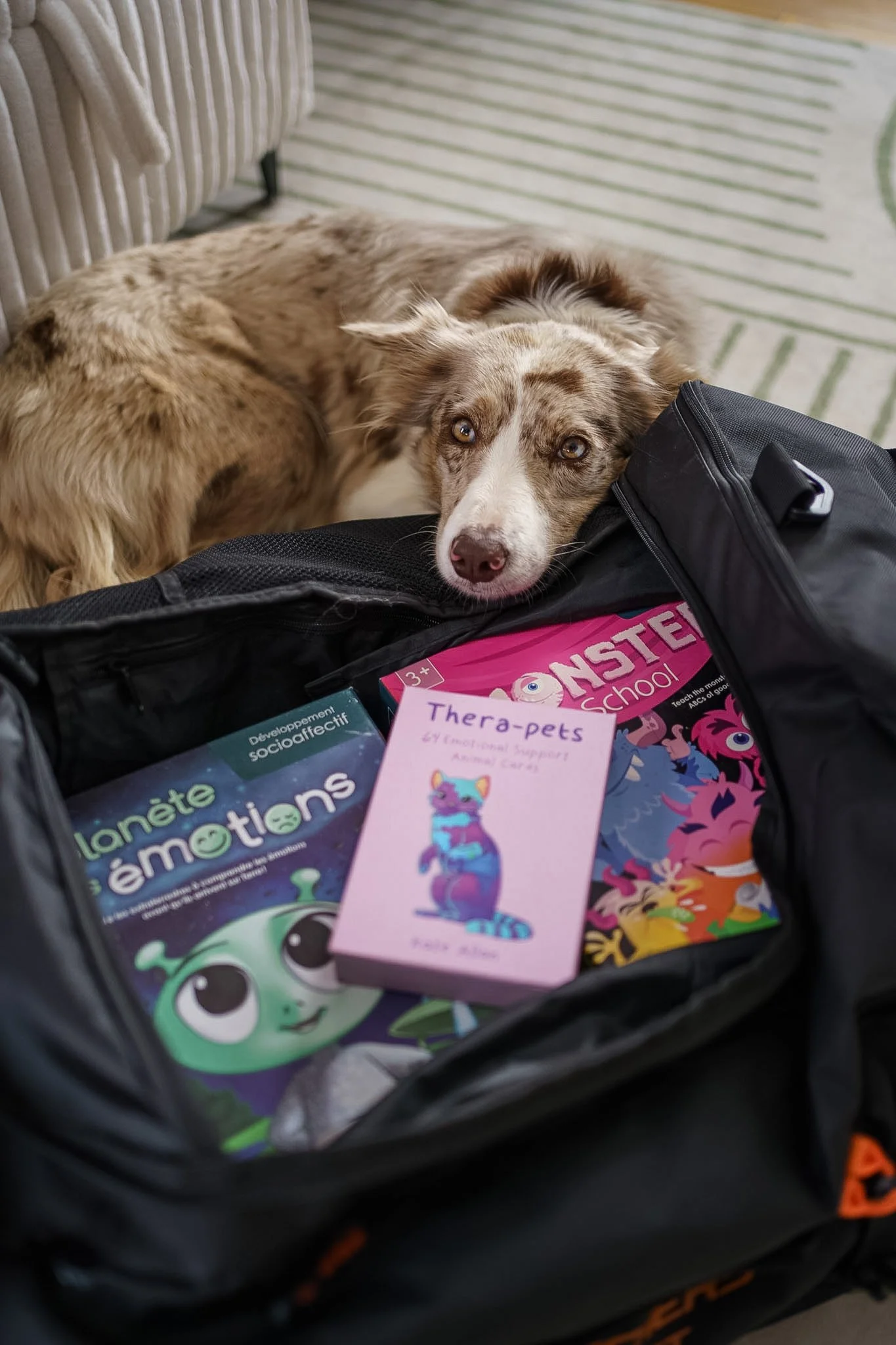 Un chien beige et blanc est coucher au sol, la tête dans un sac noir ouvert avec des livres d'enfants