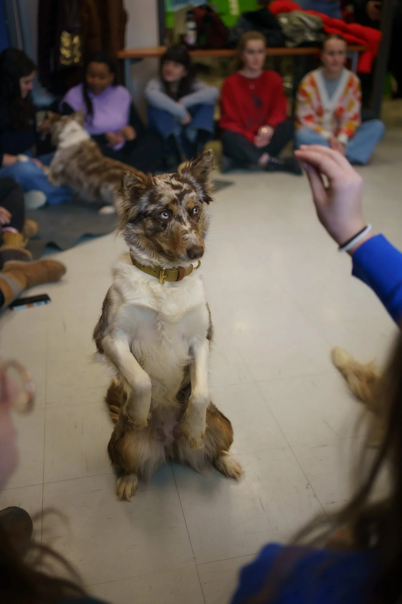 Un chien est debout sur ses deux pattes arrières et regarde la main d'une femme qui tient une gâteries. Le chien est au centre d'un groupe d'enfants, assis au sol et en cercle.