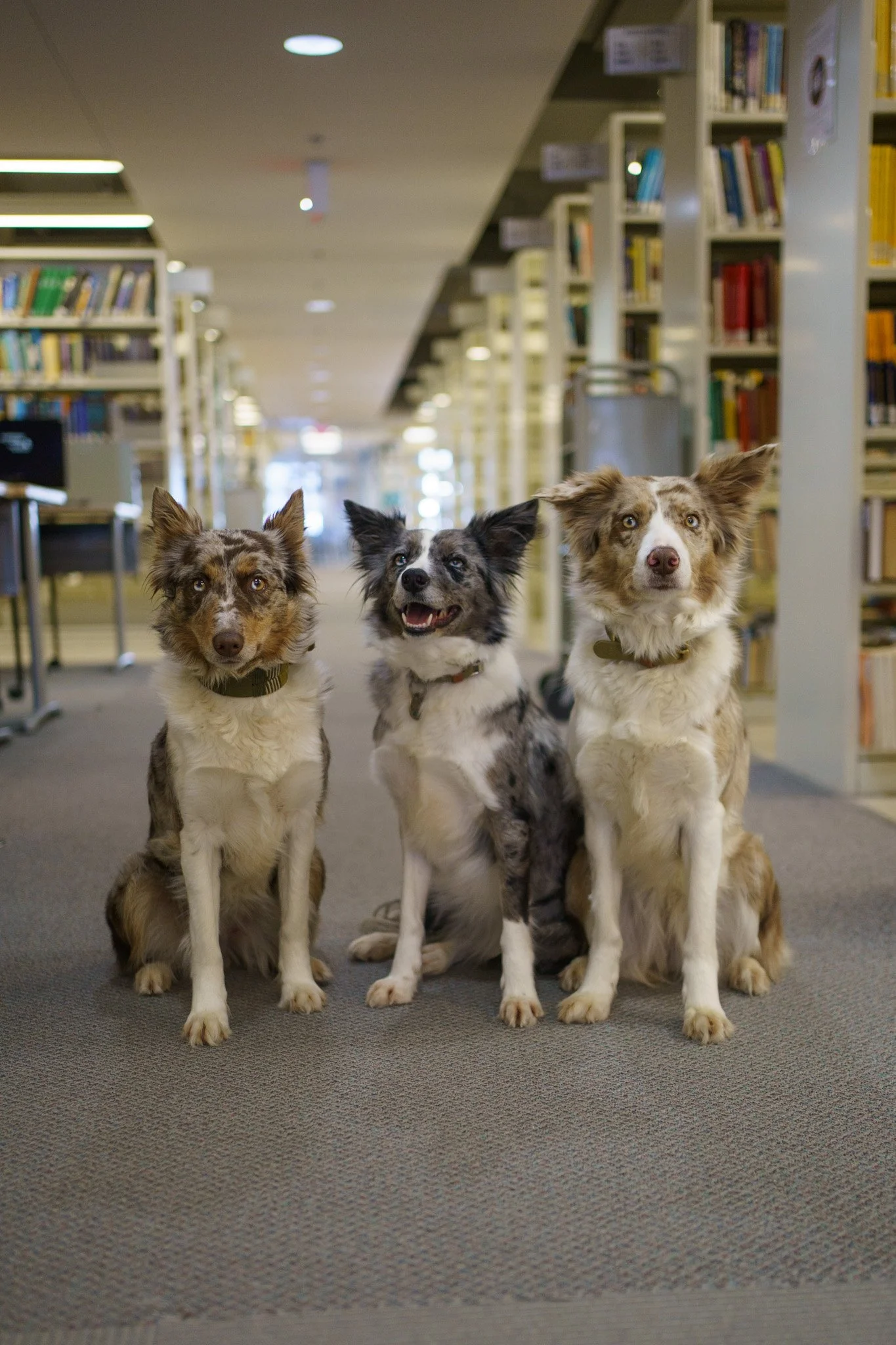 Trois chiens sont debout un à côté de l'autre dans un corridor d'une bibliothèque d'école. Tous trois regardent la caméra. En arrière-plan, on voit de chaises et des rangées de livres.
