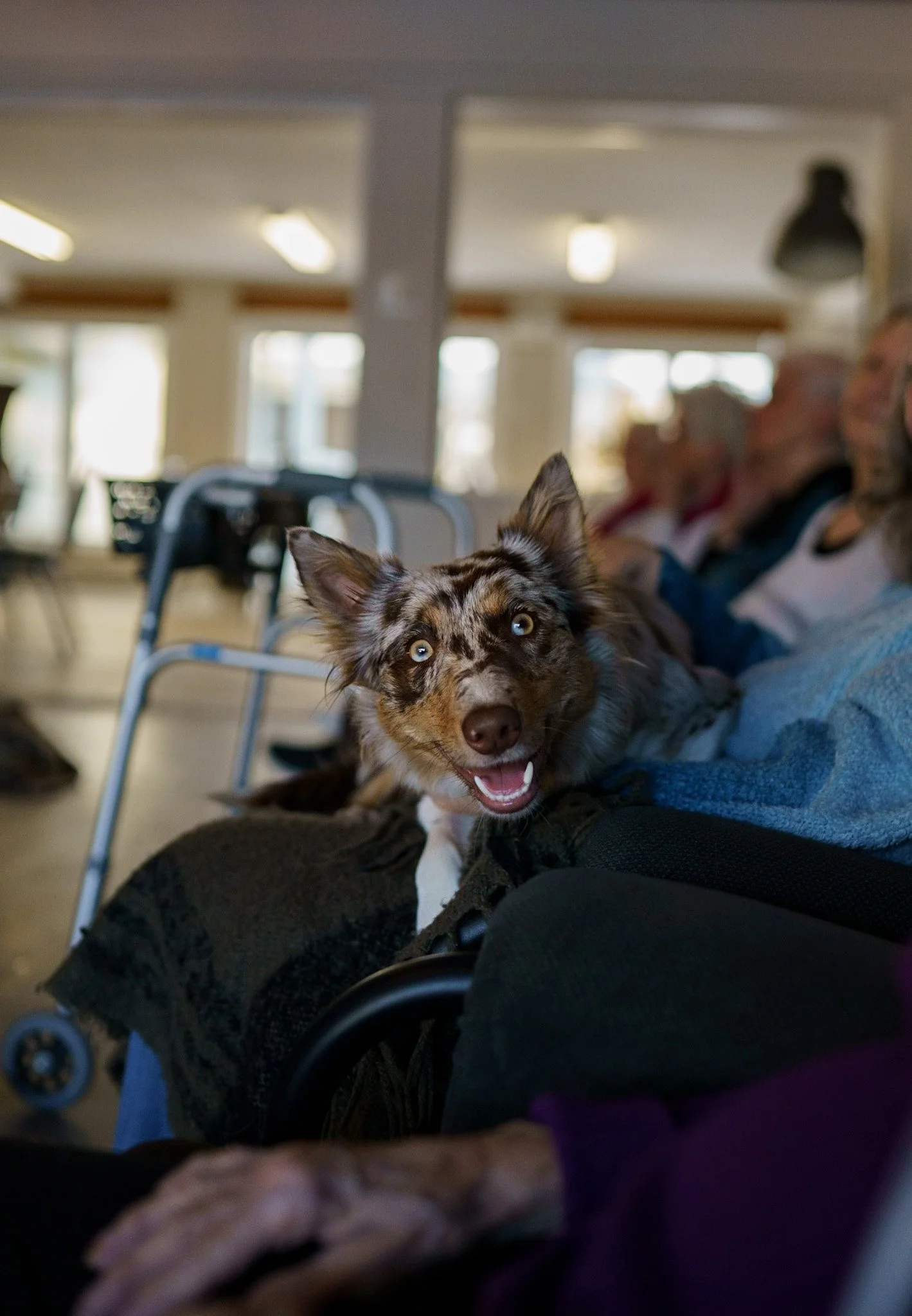 Un chien heureux à la fourrure brune et blanche est assis sur les genoux d'une personne dans ce qui semble être un établissement de soins, avec des personnes âgées et un déambulateur visibles à l'arrière-plan.