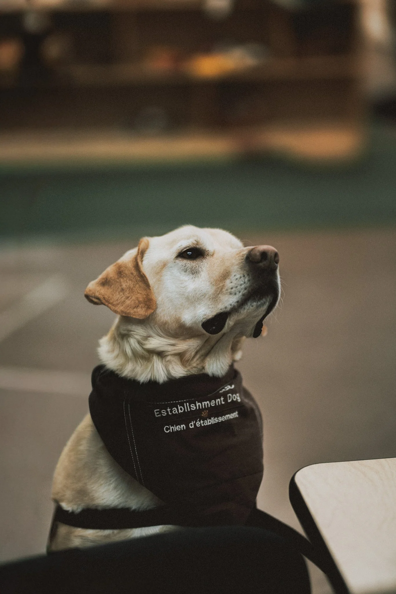 Un chien de couleur beige porte un gilet d'Emëe Assistance & Psychosociale et regarde au dessus d'une table