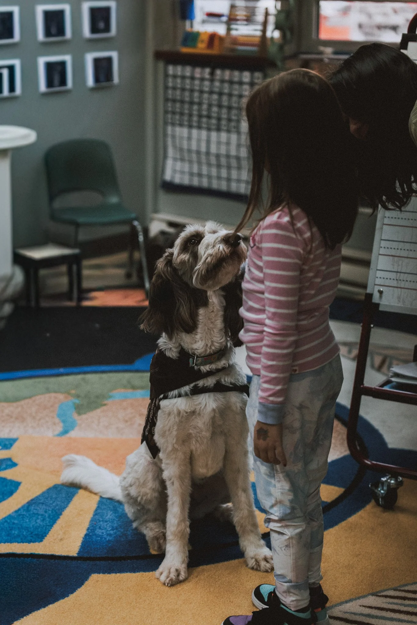 Un chien au poil long noir et blanc st assis en plein centre d'une classe et se tient à côté d'une jeune fille aux cheveux foncés, chandail ligné rose et blanc et jeans