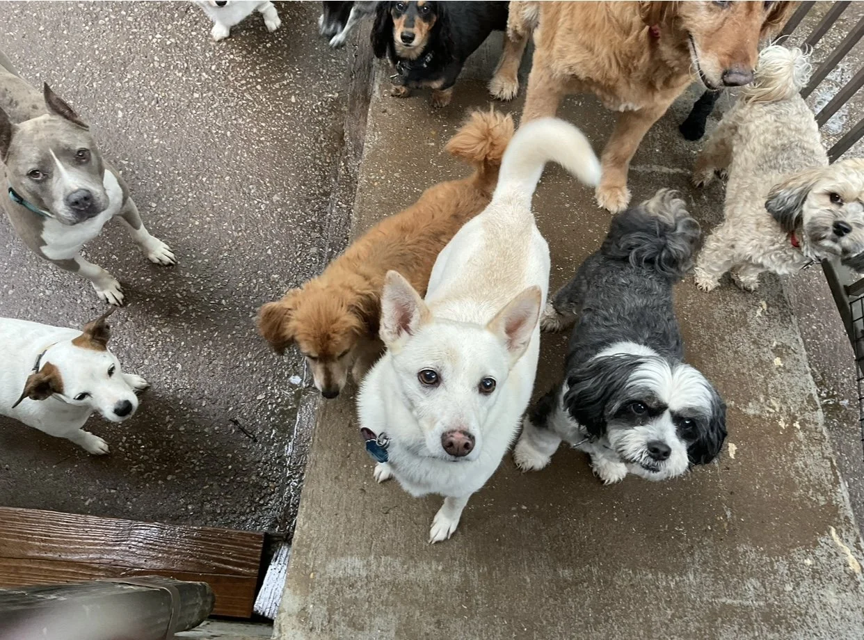 Boarding — Hot Diggity Doggie Camp