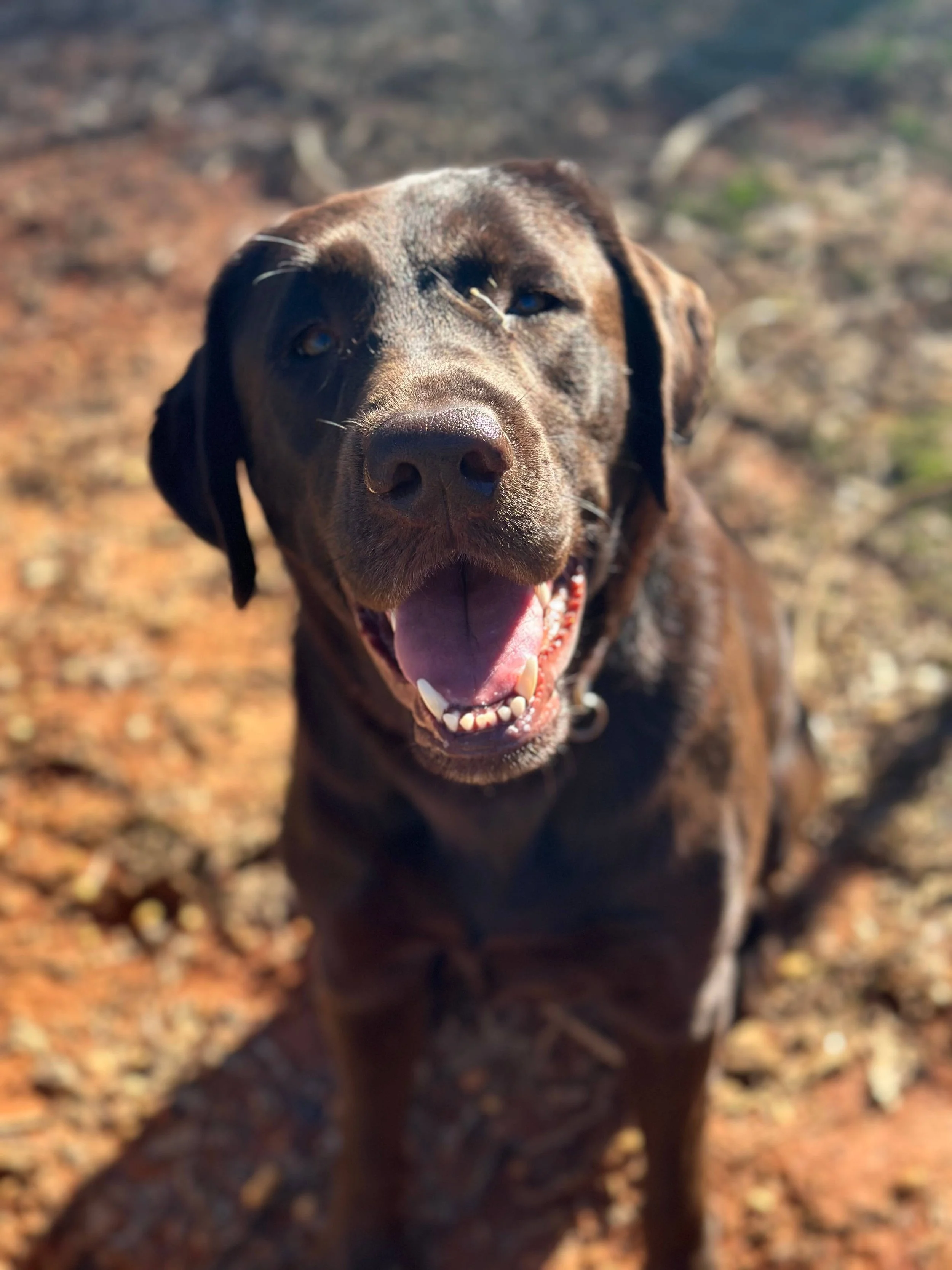 Hot Diggity Doggie Camp