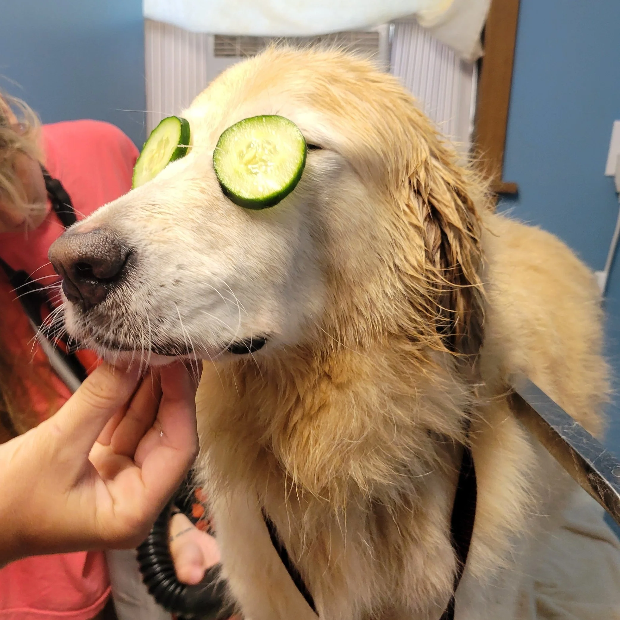 Pampered Pet — Hot Diggity Doggie Camp