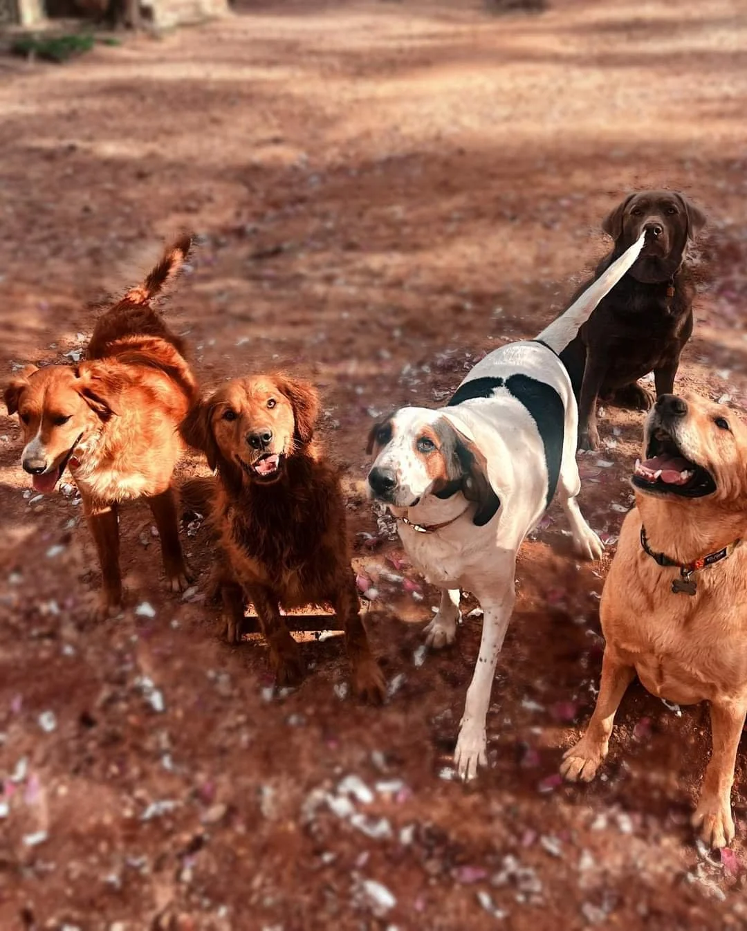 Five dogs standing on dirt ground in an outdoor setting.