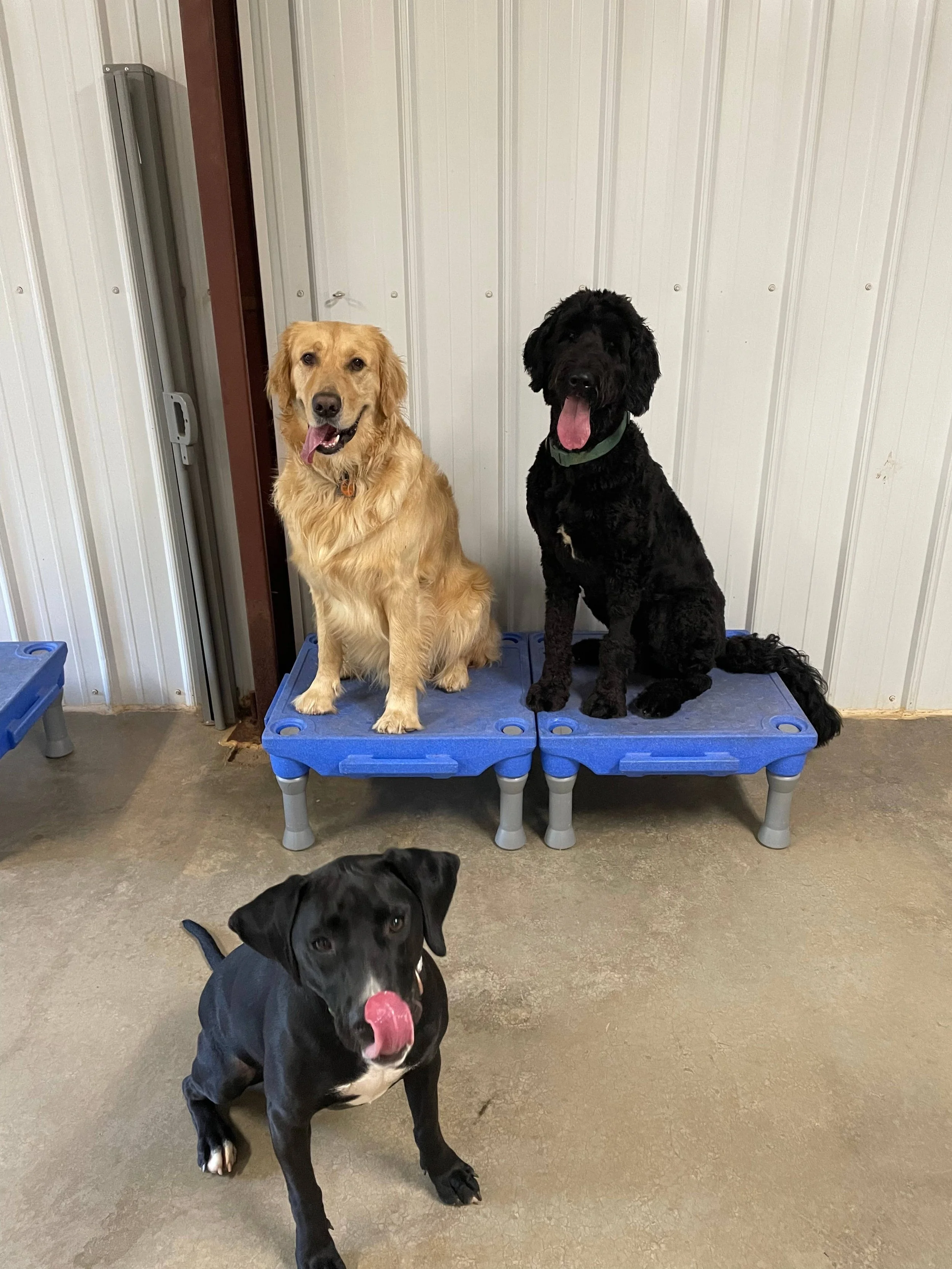 Hot Diggity Doggie Camp