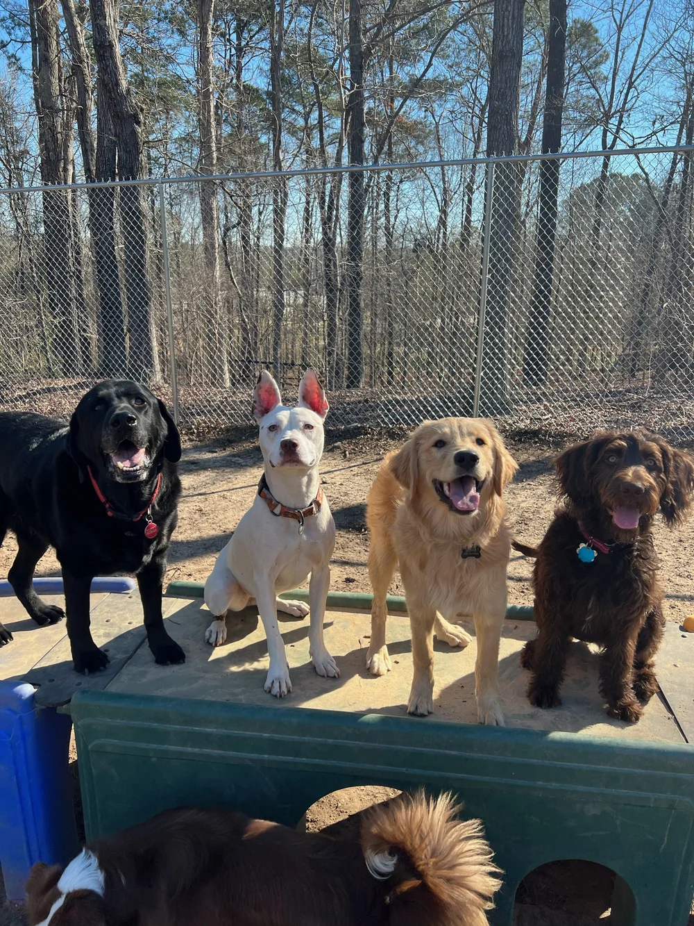 Client Application — Hot Diggity Doggie Camp