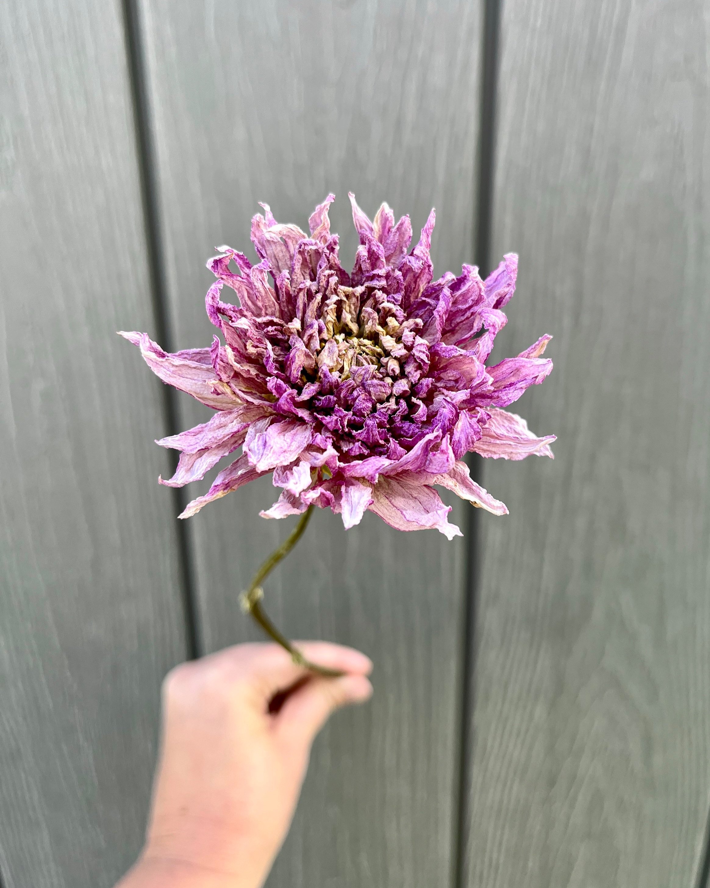 Lavender Purple Dried Dahlia Flower