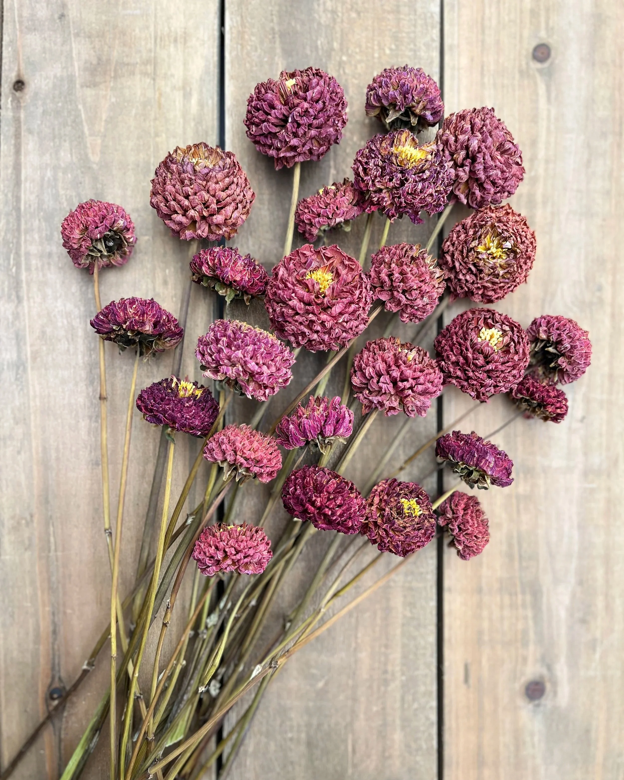 Red Dried Dahlia Flowers