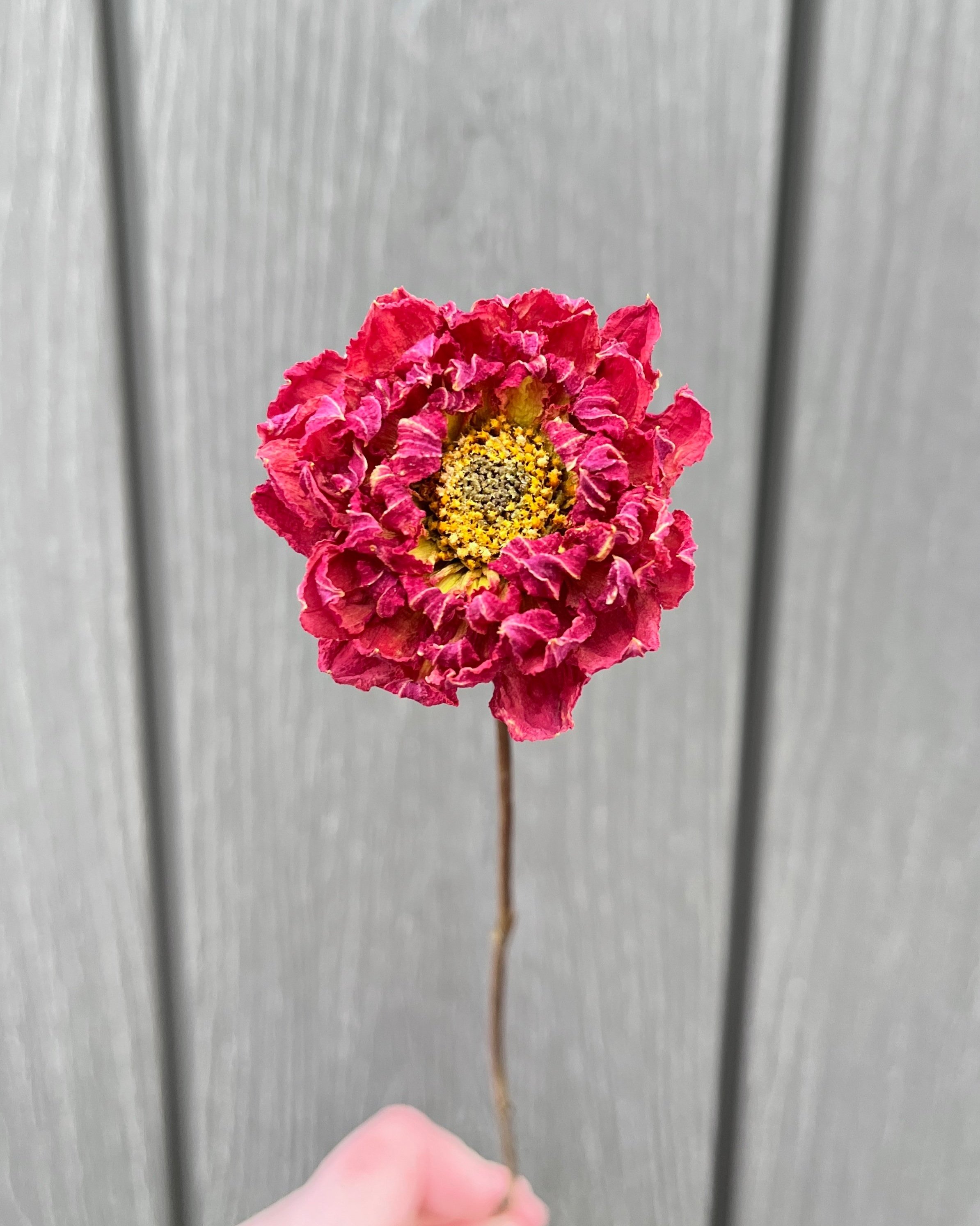 Red Dried Dahlia Flower
