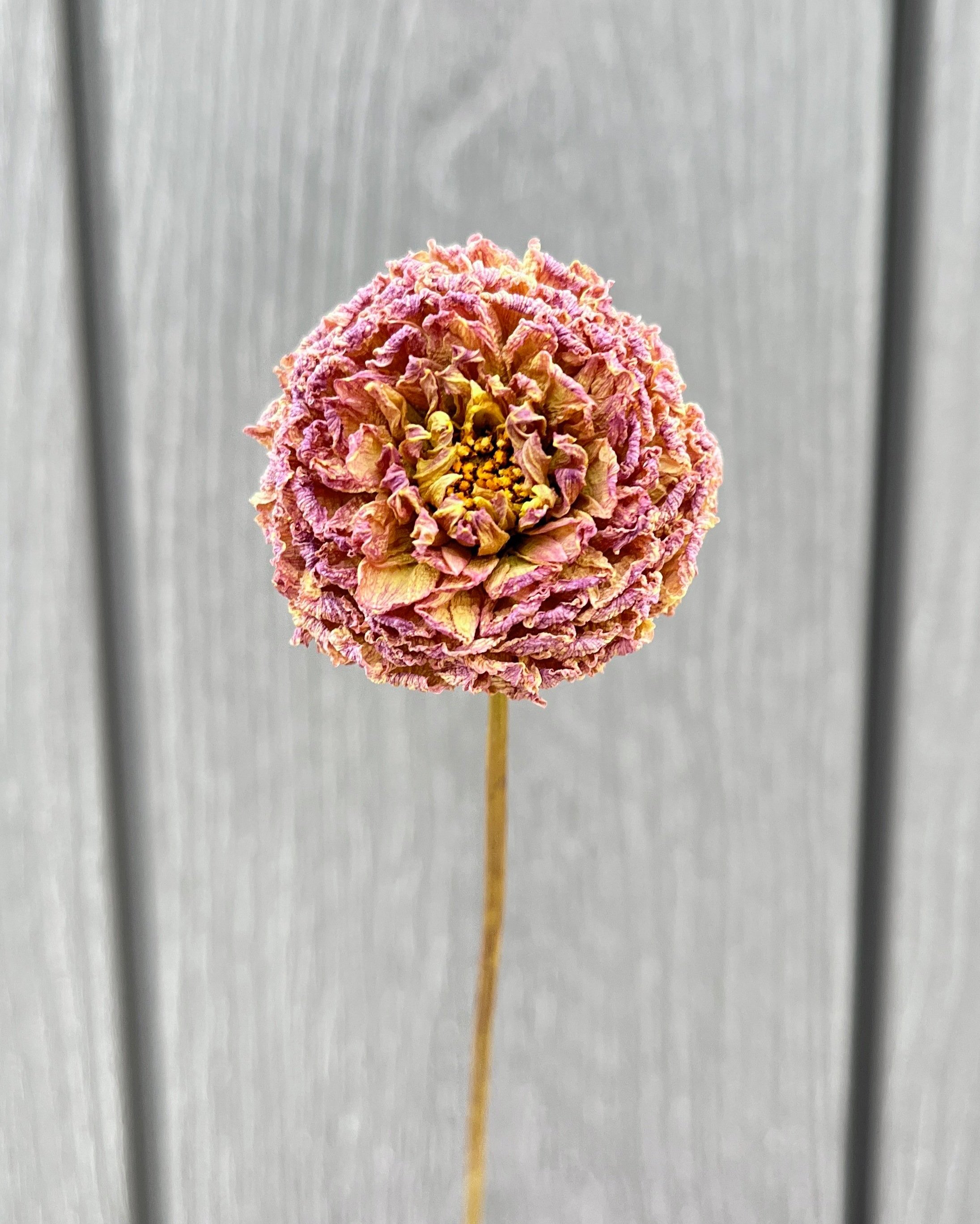Beige Purple Mauve Dried Dahlia Flower