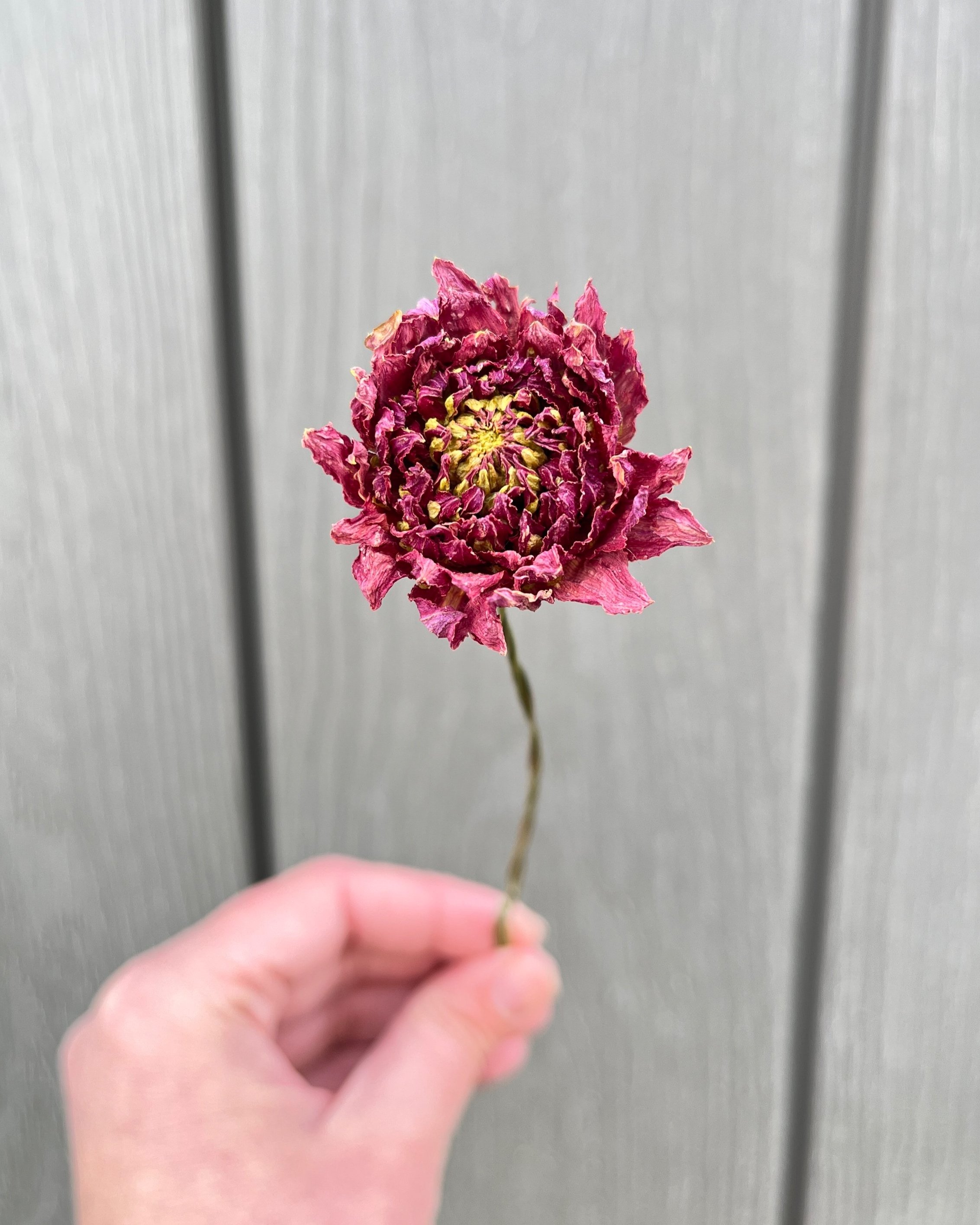 Red Pink Dried Dahlia Flower