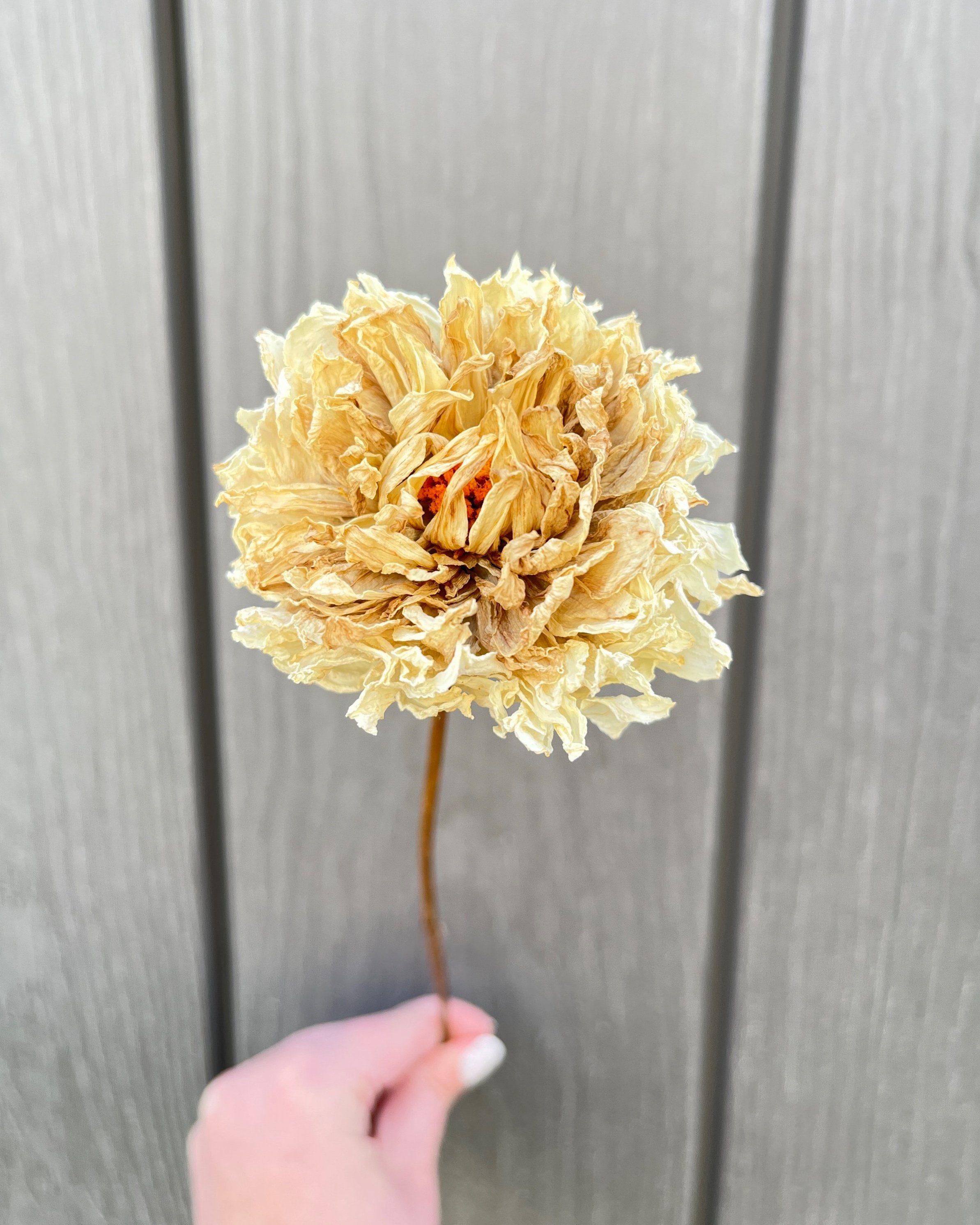 Cream Dried Dahlia Flower