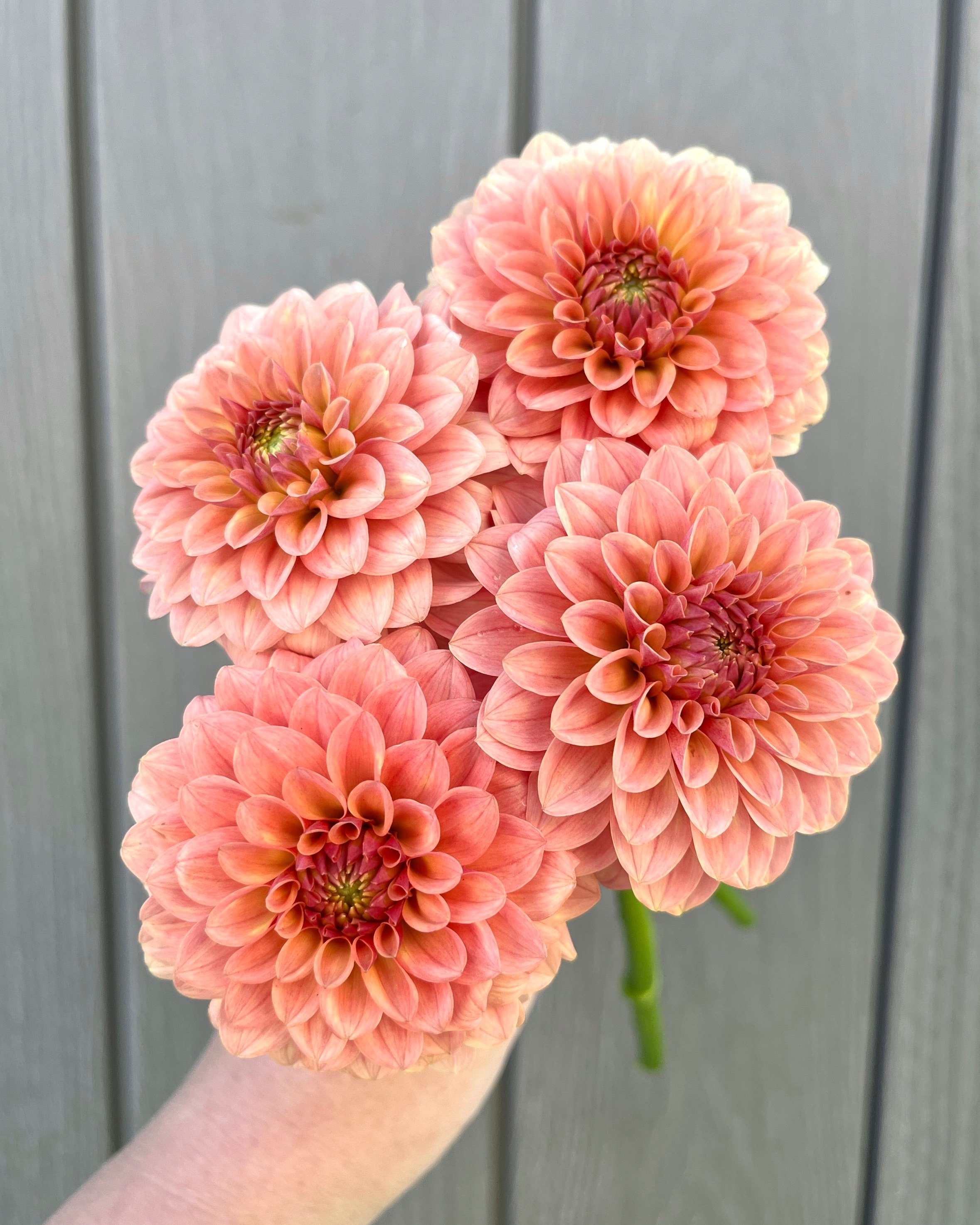 KA's Boho Peach: Salmon Peach Dahlia Flower