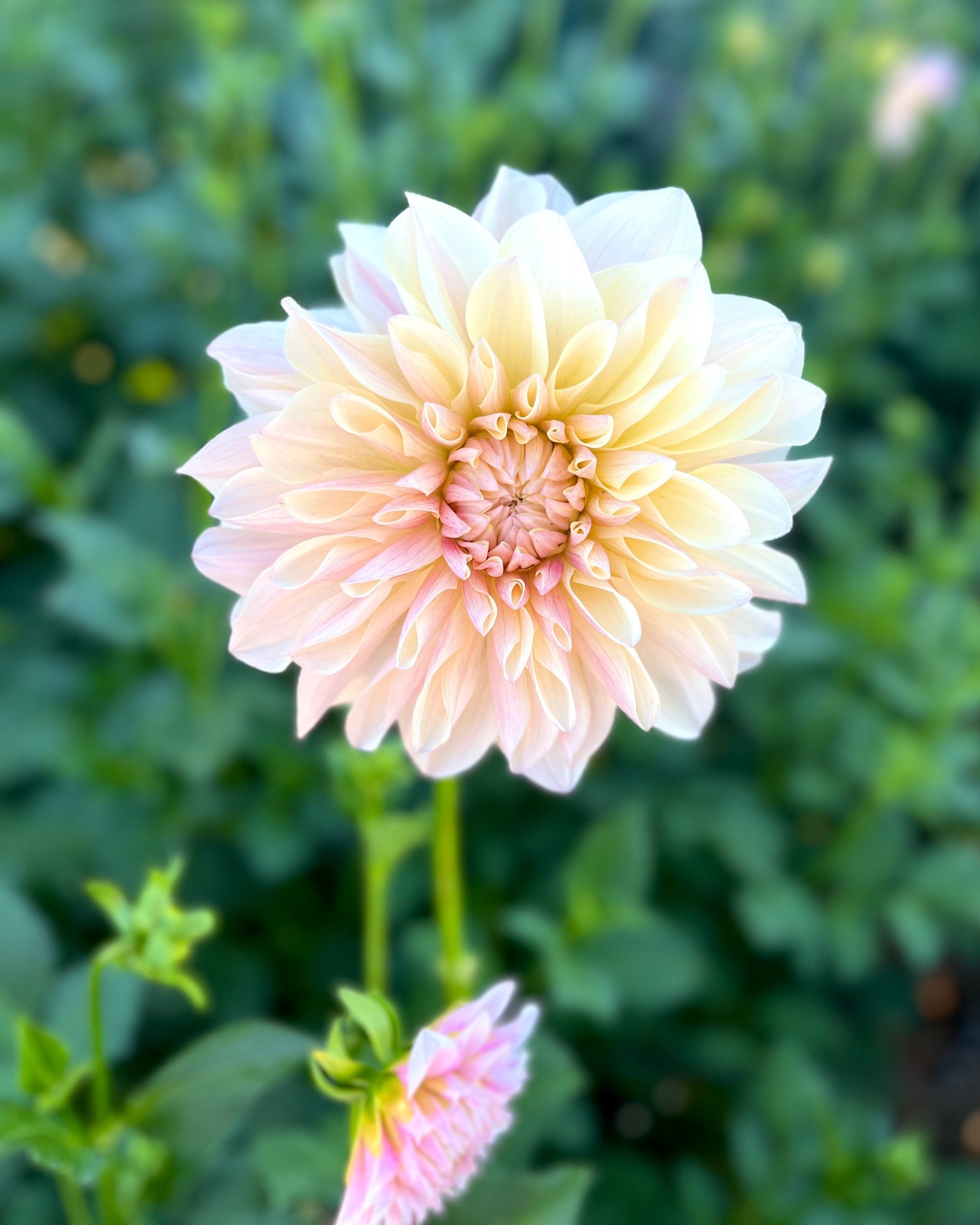 KA's™ Penny Lane: Blush and Pink Dahlia Flower