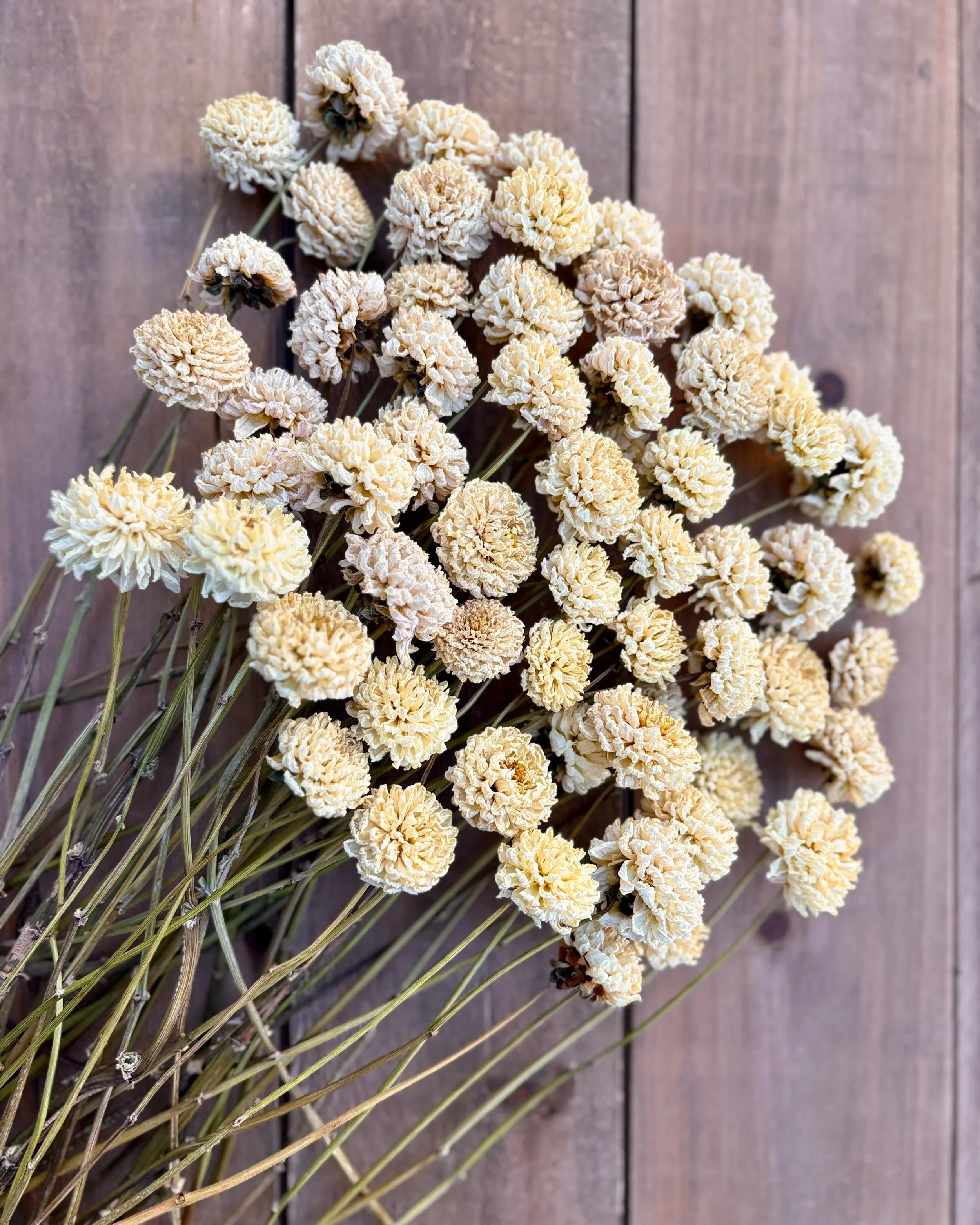 Cream Dried Dahlia Flowers