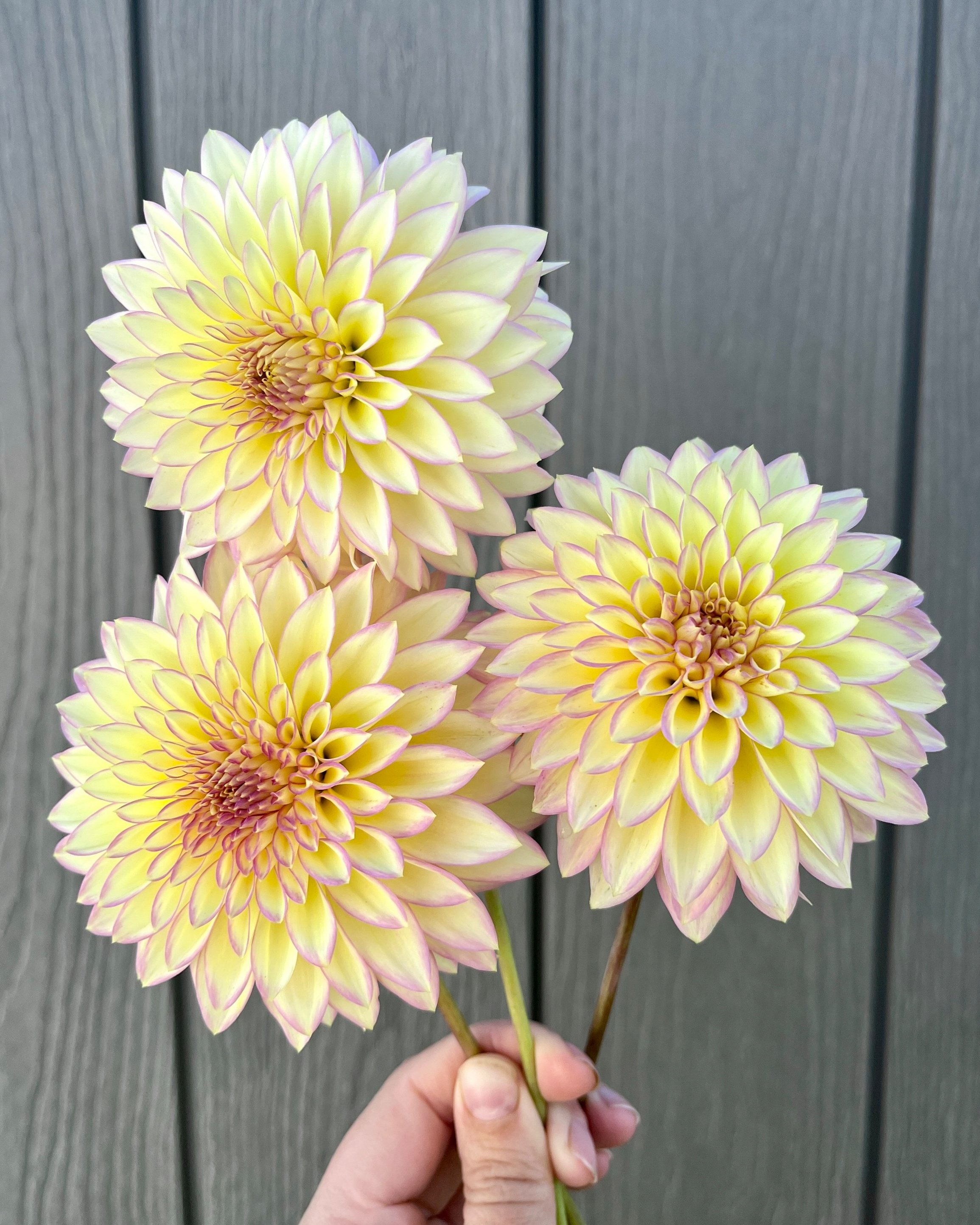 Bloomquist Blush: Cream Yellow Pink Dahlia Flower
