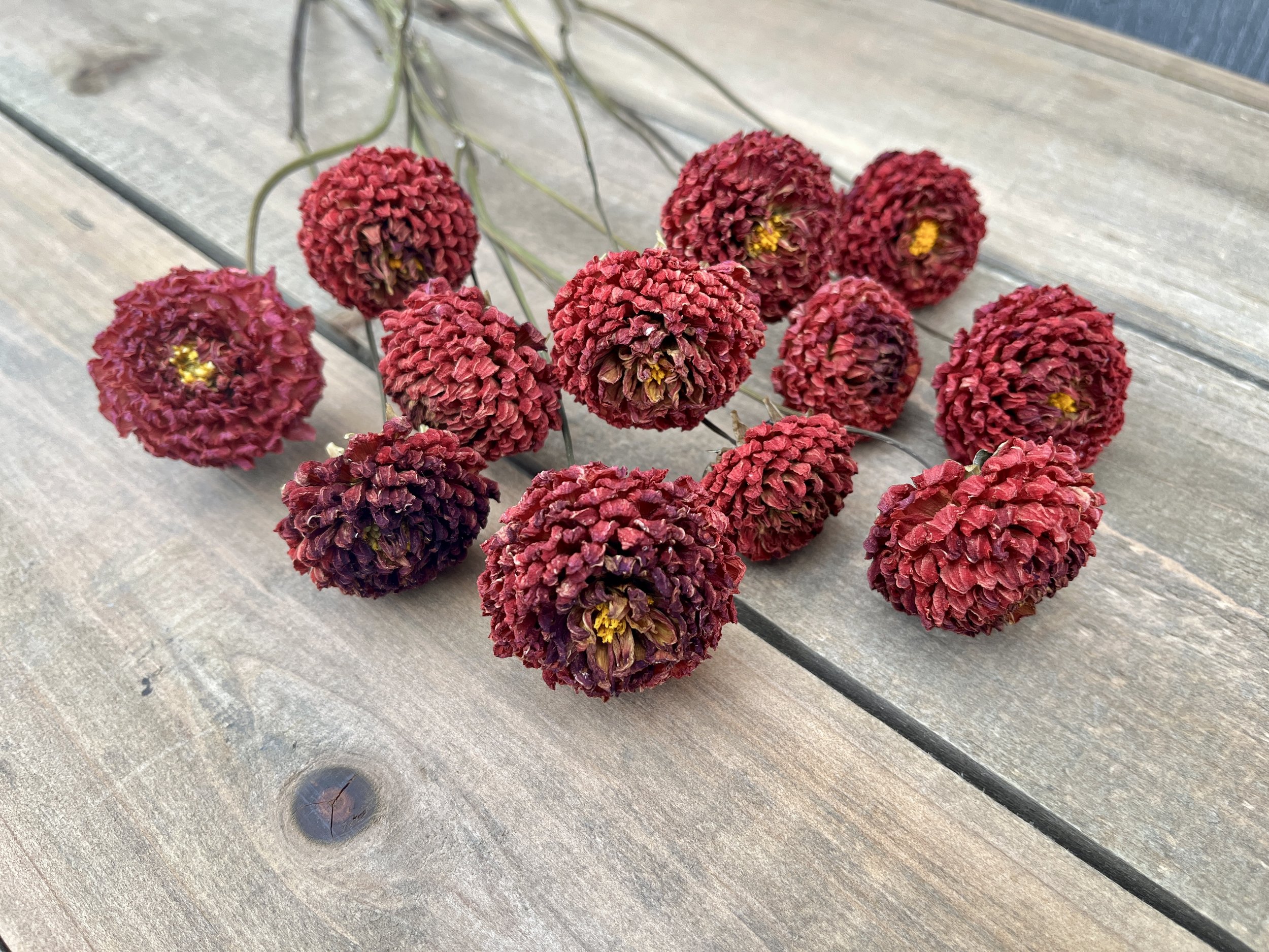 Red Dried Dahlia Flowers