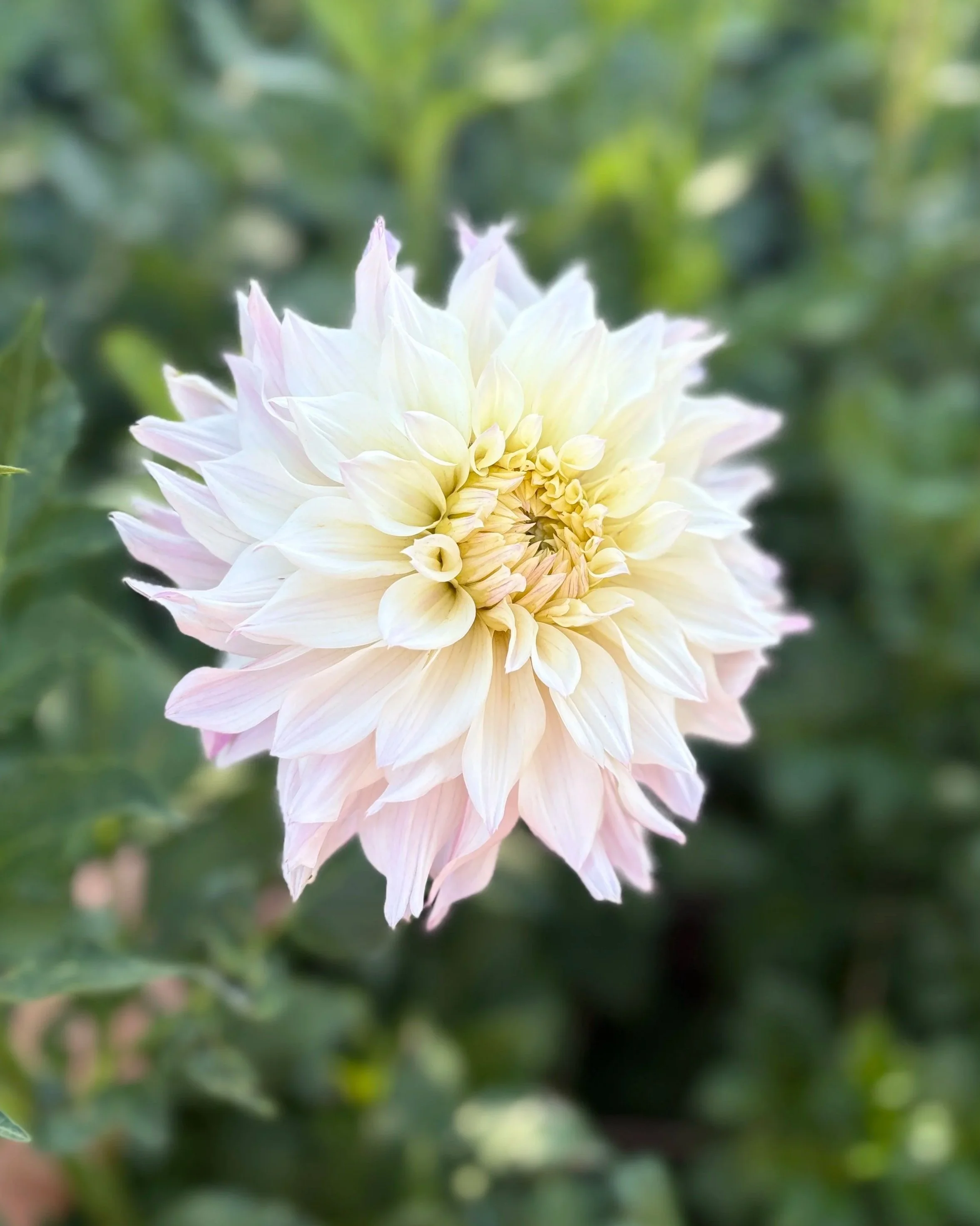 Bloomquist Compare Dahlia Flower Tuber
