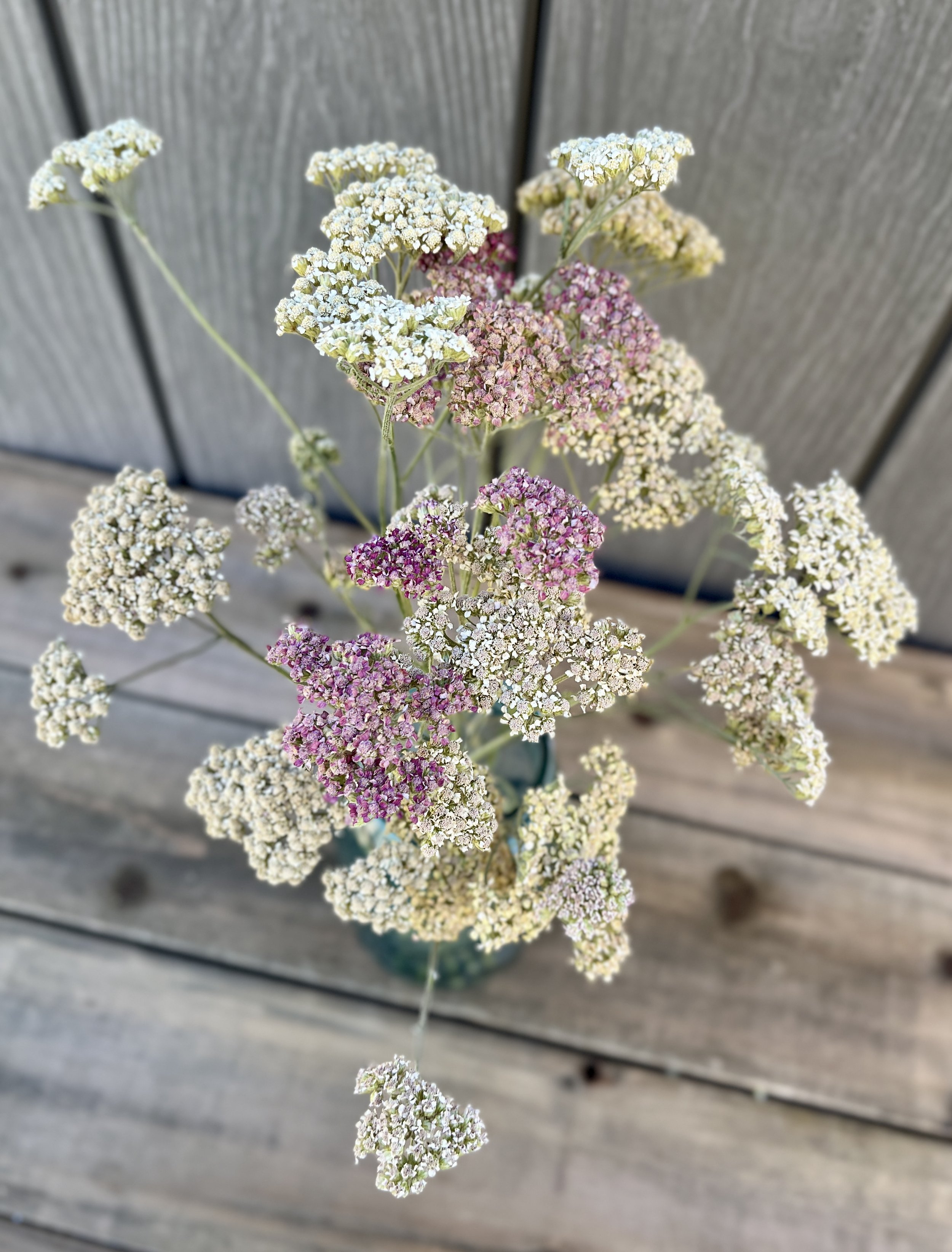 Dried Yarrow Flowers