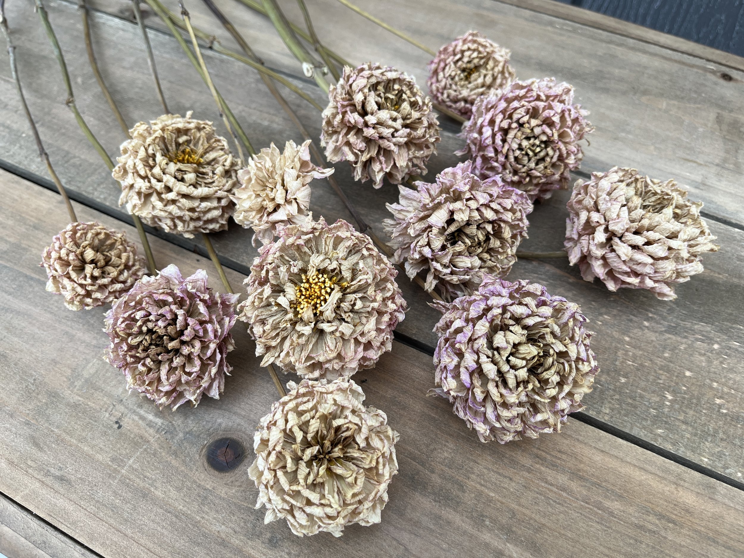 Cream Pink Dried Dahlia Flowers