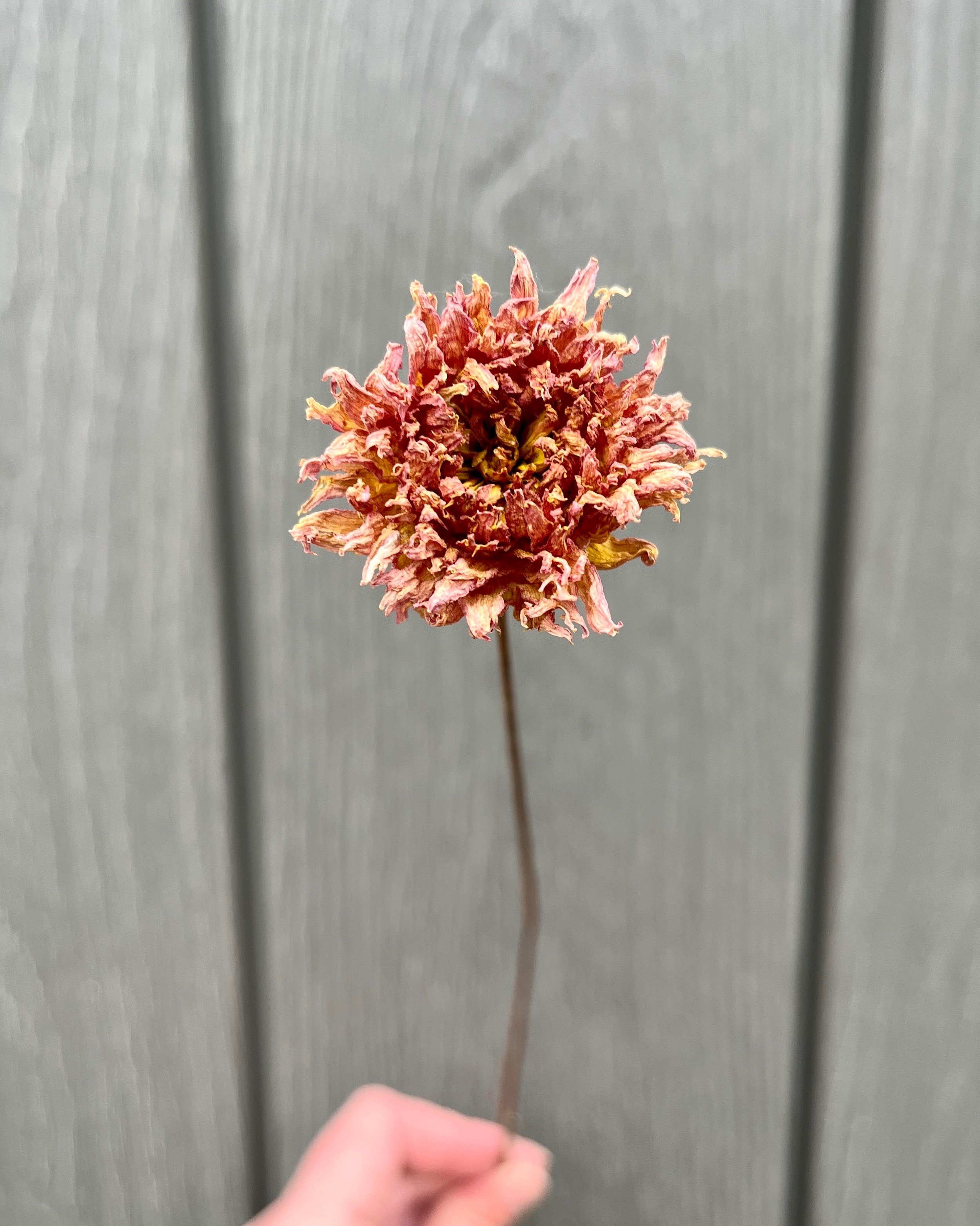 Brown Peach Dried Dahlia Flower