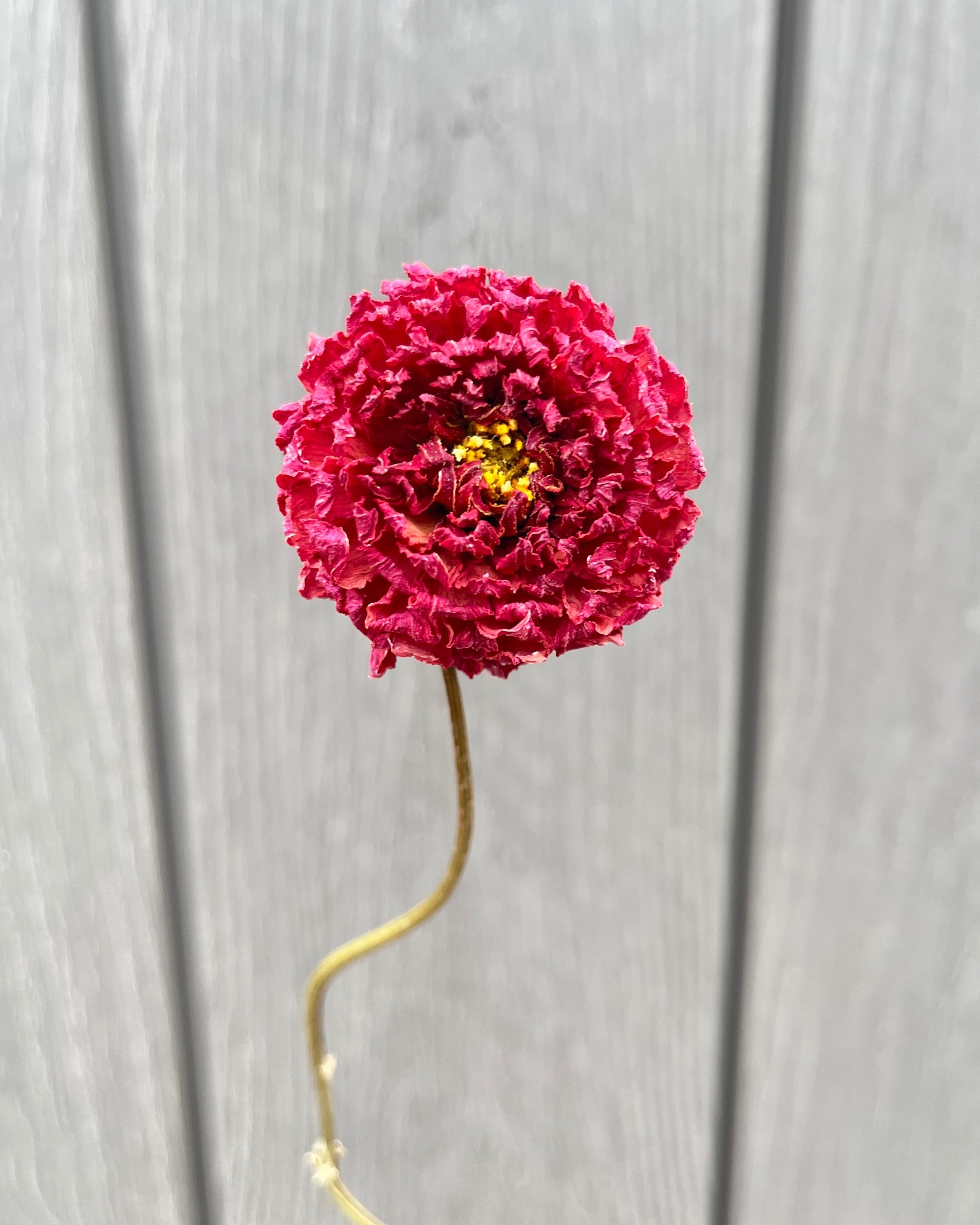 Red Dried Dahlia Flower