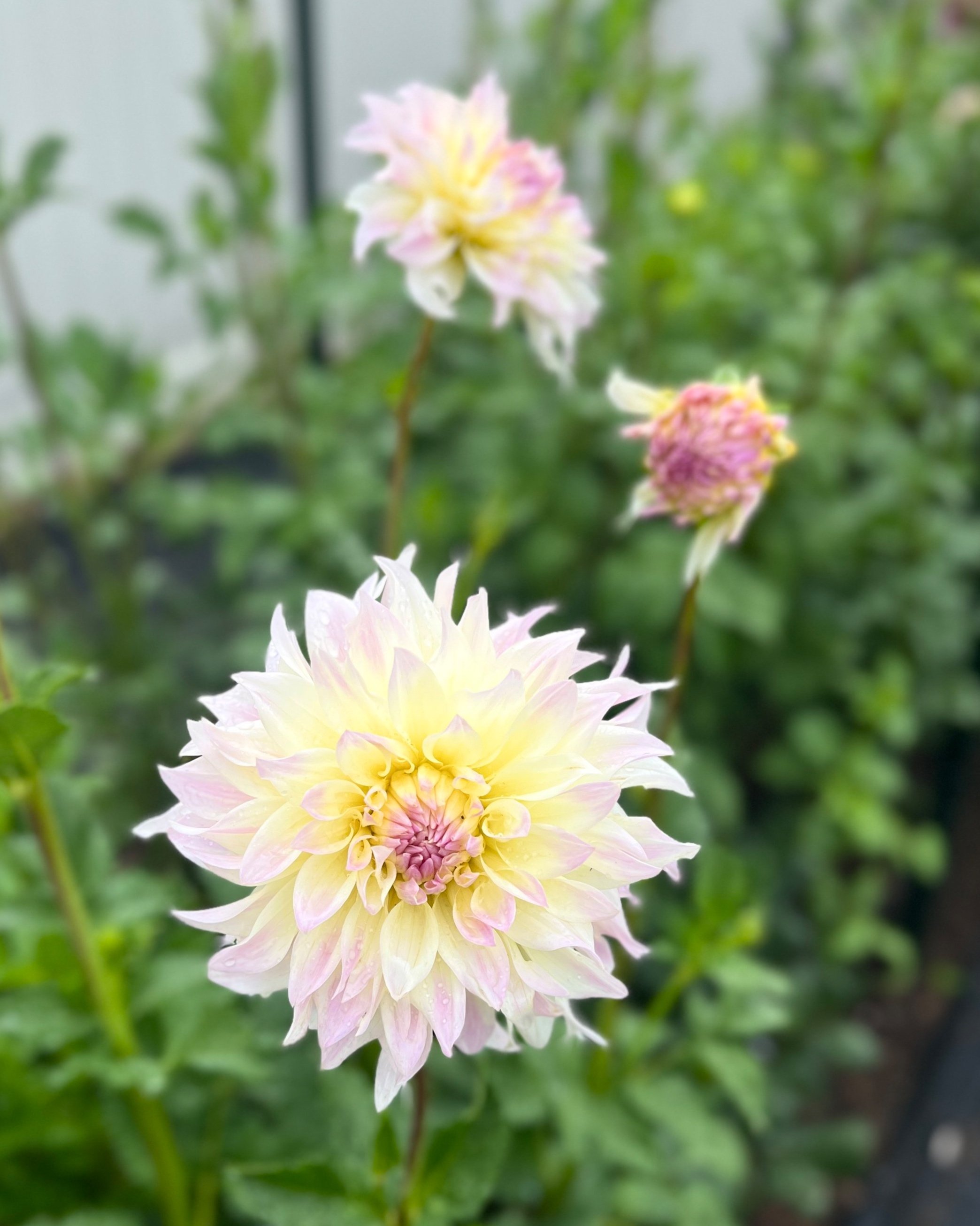 Tahoma Early Dawn: A White with Yellow and Lavender Informal Decorative Dahlia Flower