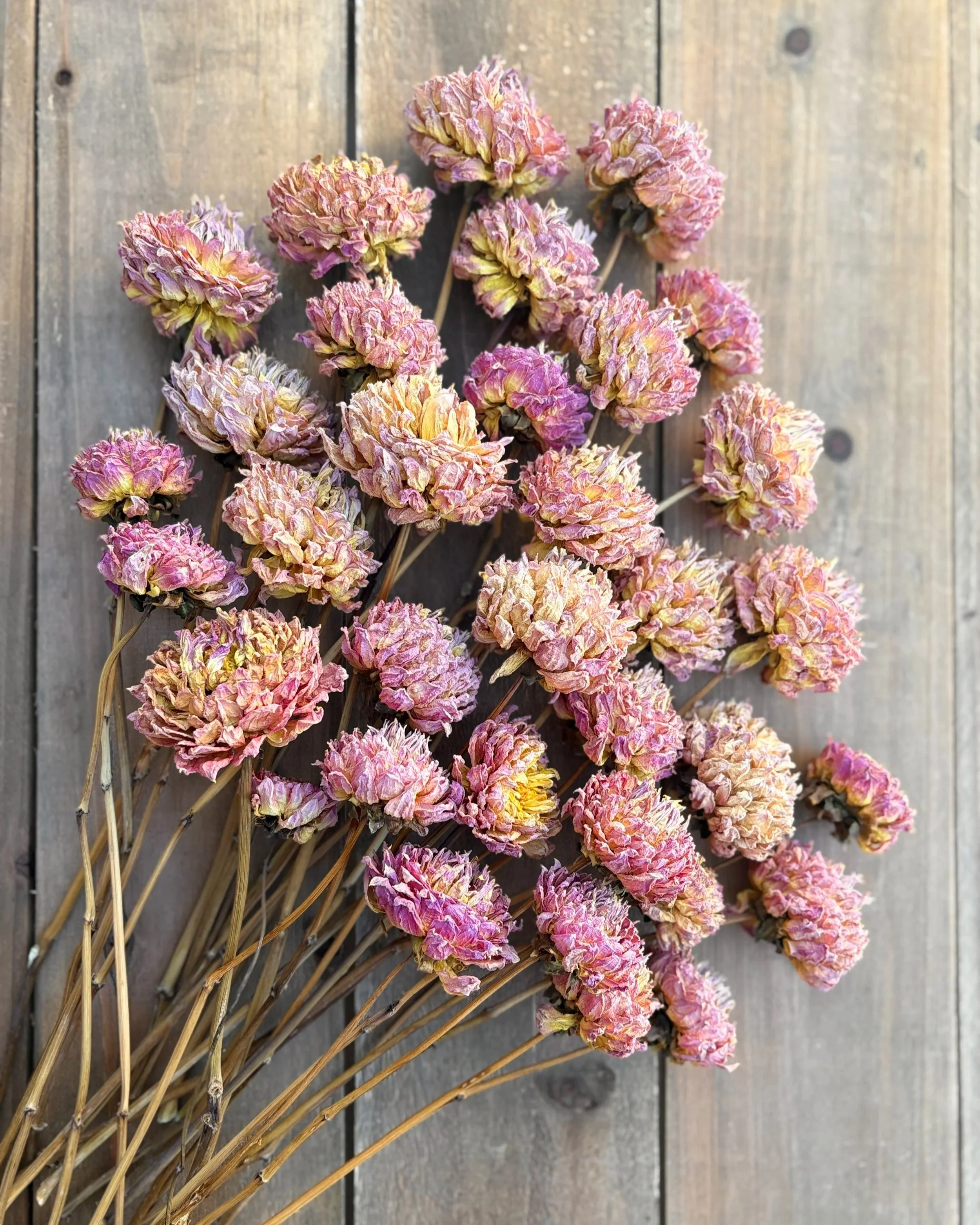Pink Yellow Dried Dahlia Flowers