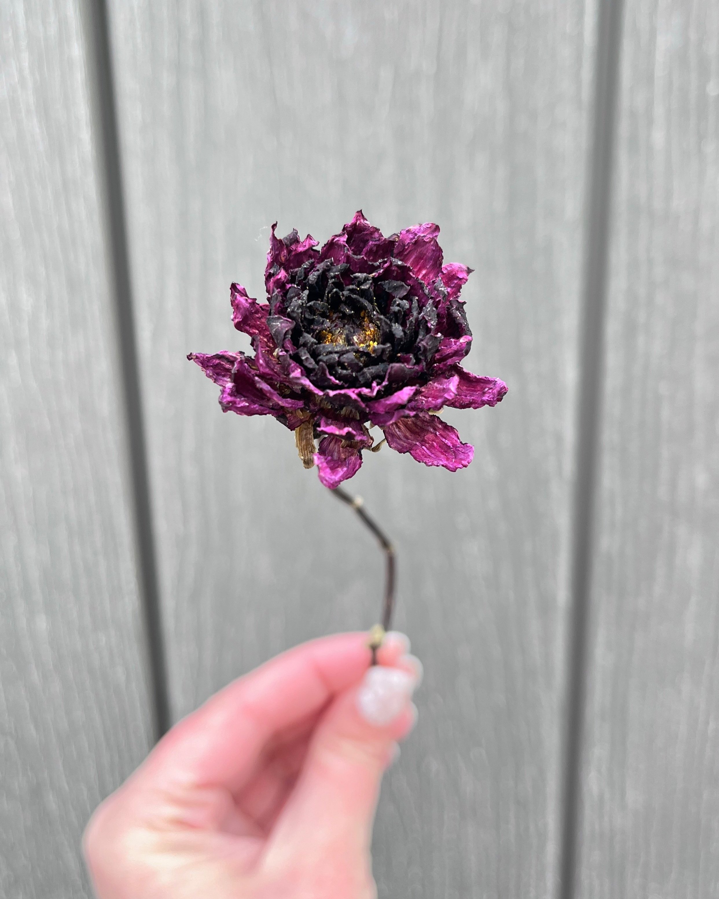 Burgundy, Deep Purple Dried Dahlia Flower