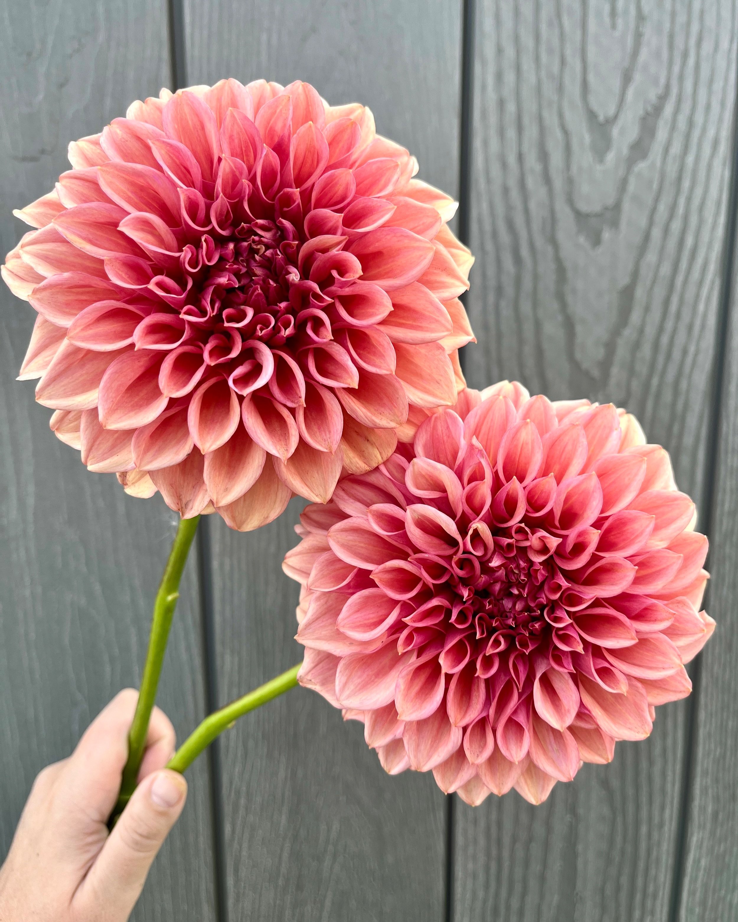 Orange Globe Dahlia: Smokey Orange Rust Flower