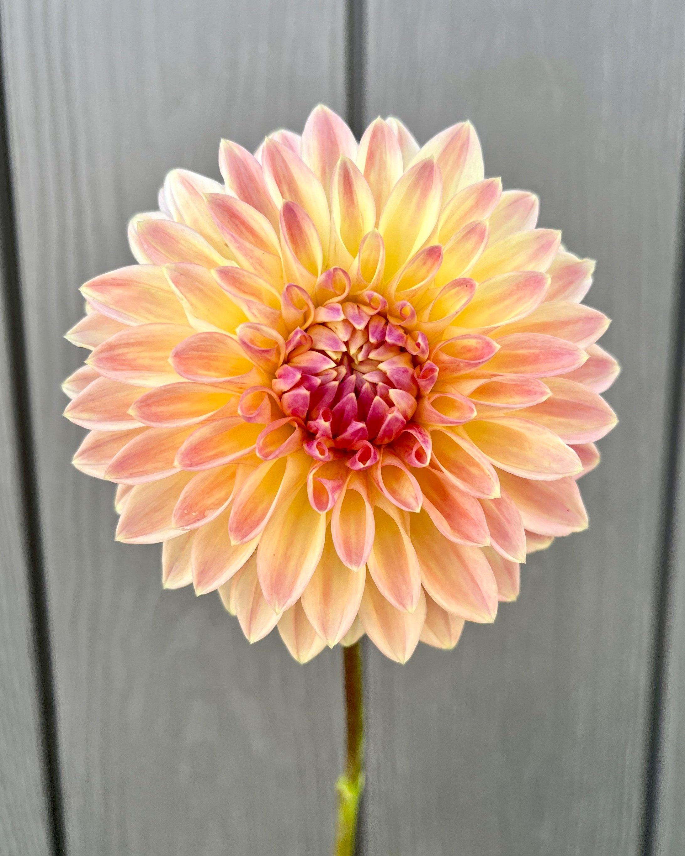 Bloomquist Alan: Peach Yellow Pink Coral Dahlia Flower
