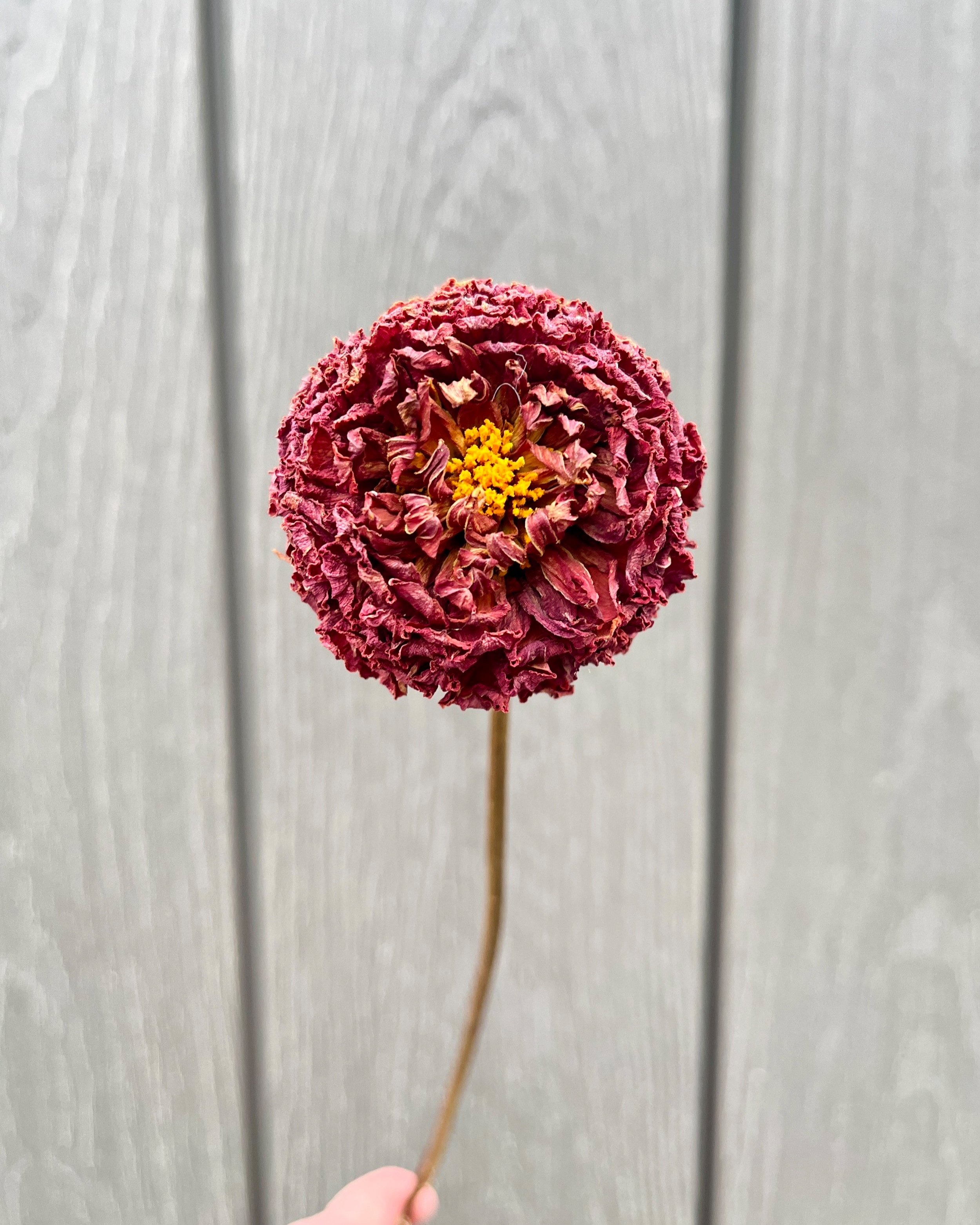 Rust, Bronze, Brown Dried Dahlia Flower