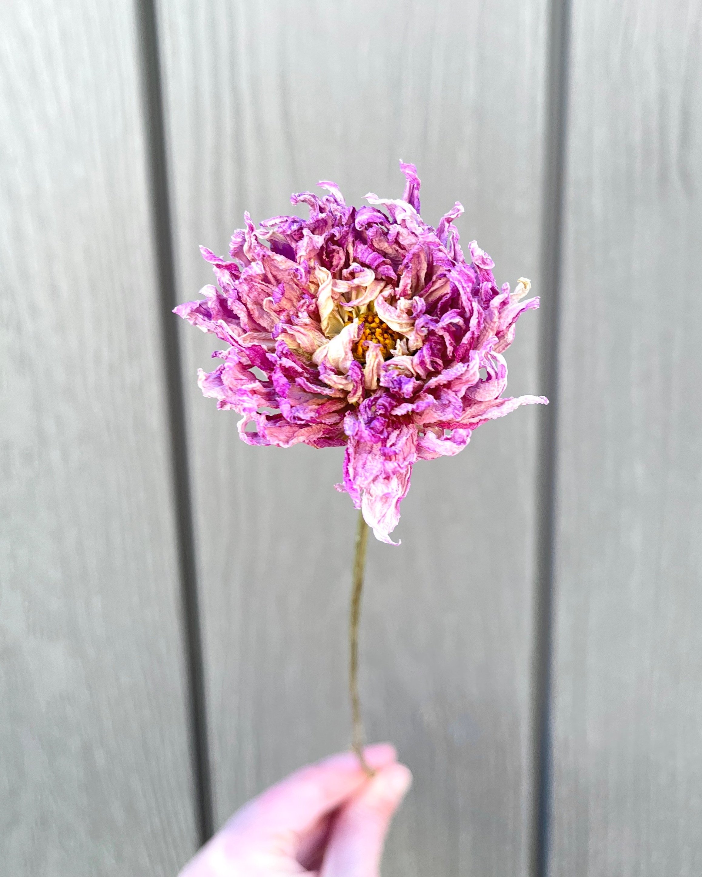 Lavender Pink Purple Dried Dahlia Flower
