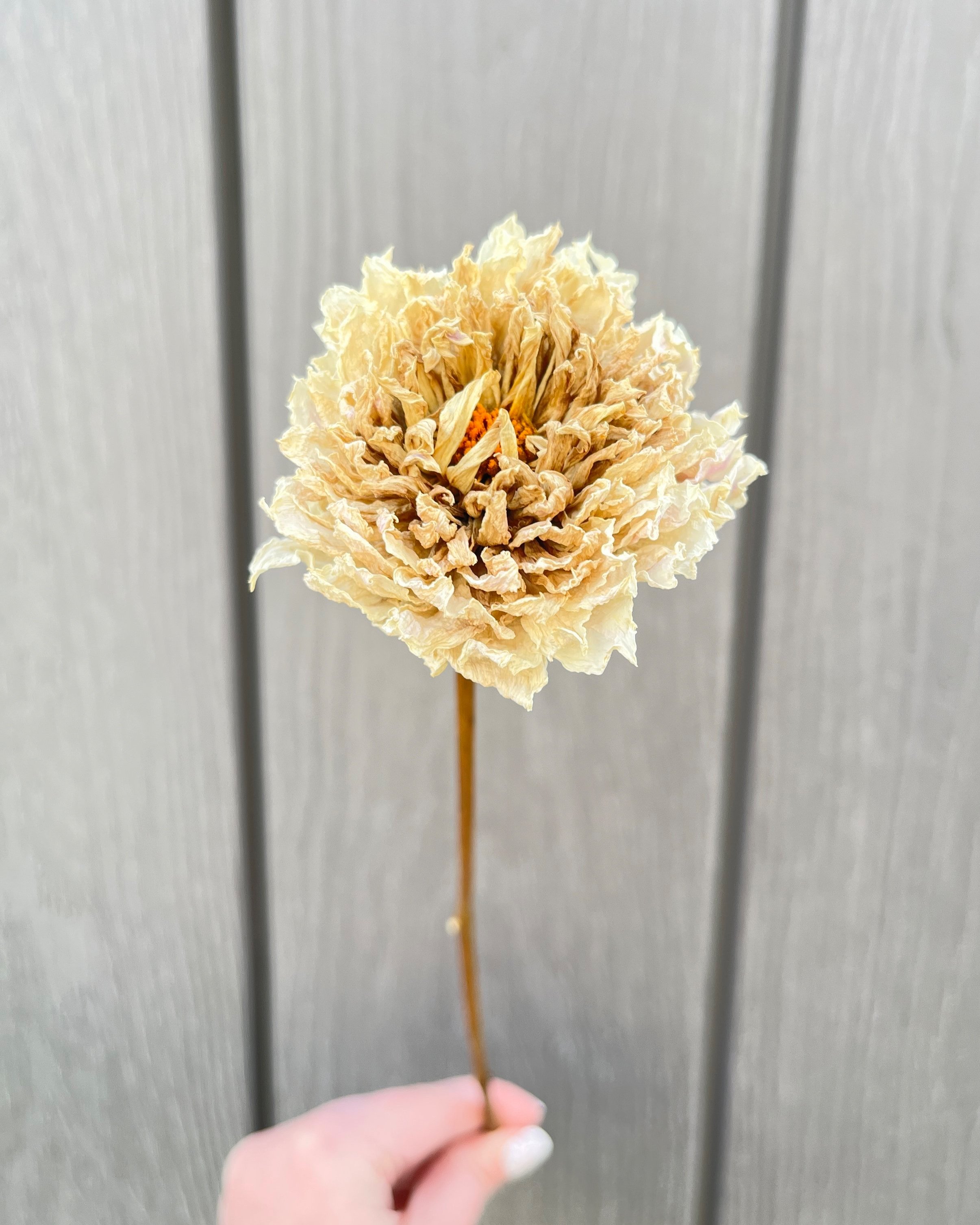 Cream Dried Dahlia Flower